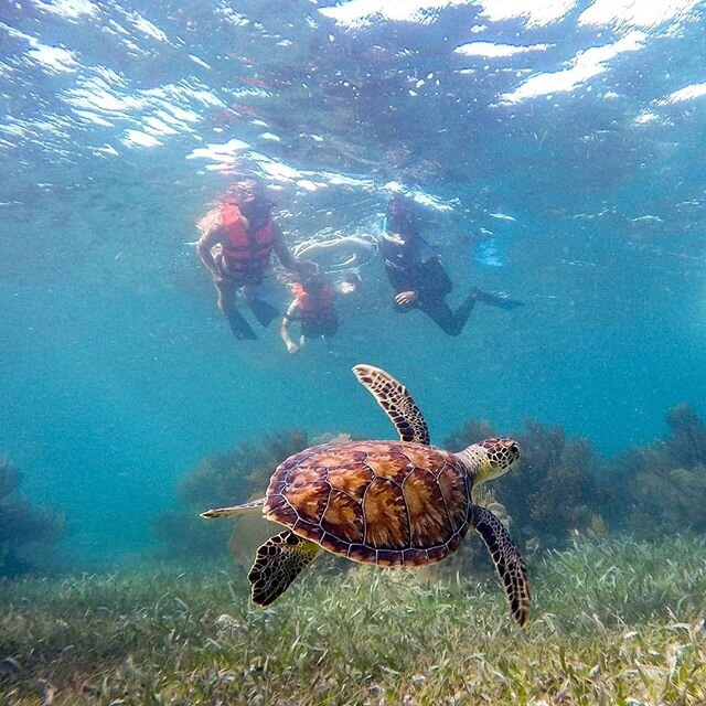 What's the coolest thing you've spotted under water? 🐠🐡🐟🐳🦈🐬 Ever since I've lived in Playa del Carmen, I've heard about how amazing the snorkeling is in nearby Puerto Morelos. And it didn't disappoint!

I had an amazing morning on the water rec