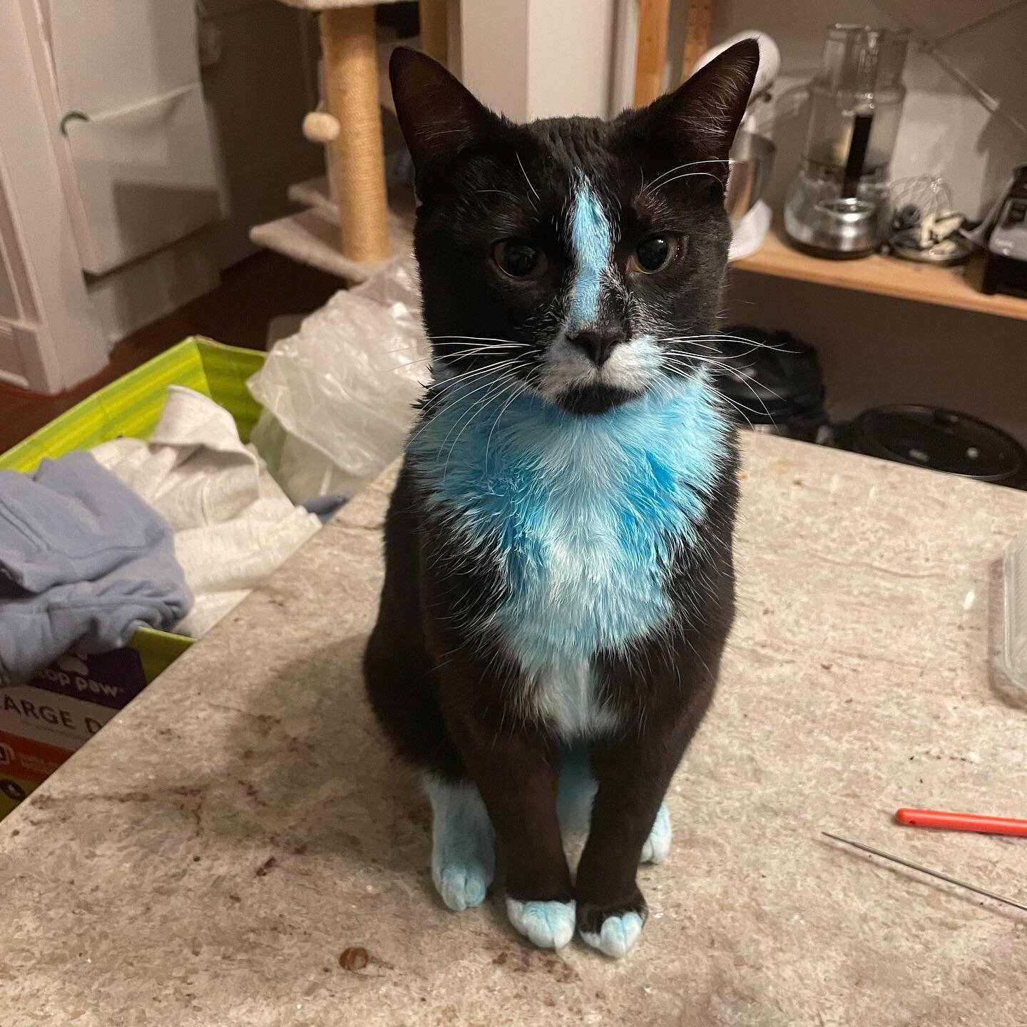 I&rsquo;ve been in the thick of it with depression lately, so I externalized it on my kitten and it cheered me up so much!
#JeanRalphio #tuxedocat #dyedhair #dyedcat #catsofinstagram #kittens #depressionproject