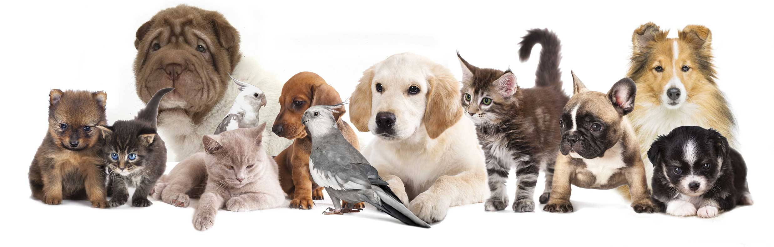 Animal-Grp-Pic_Flyer-3_RGB.jpg