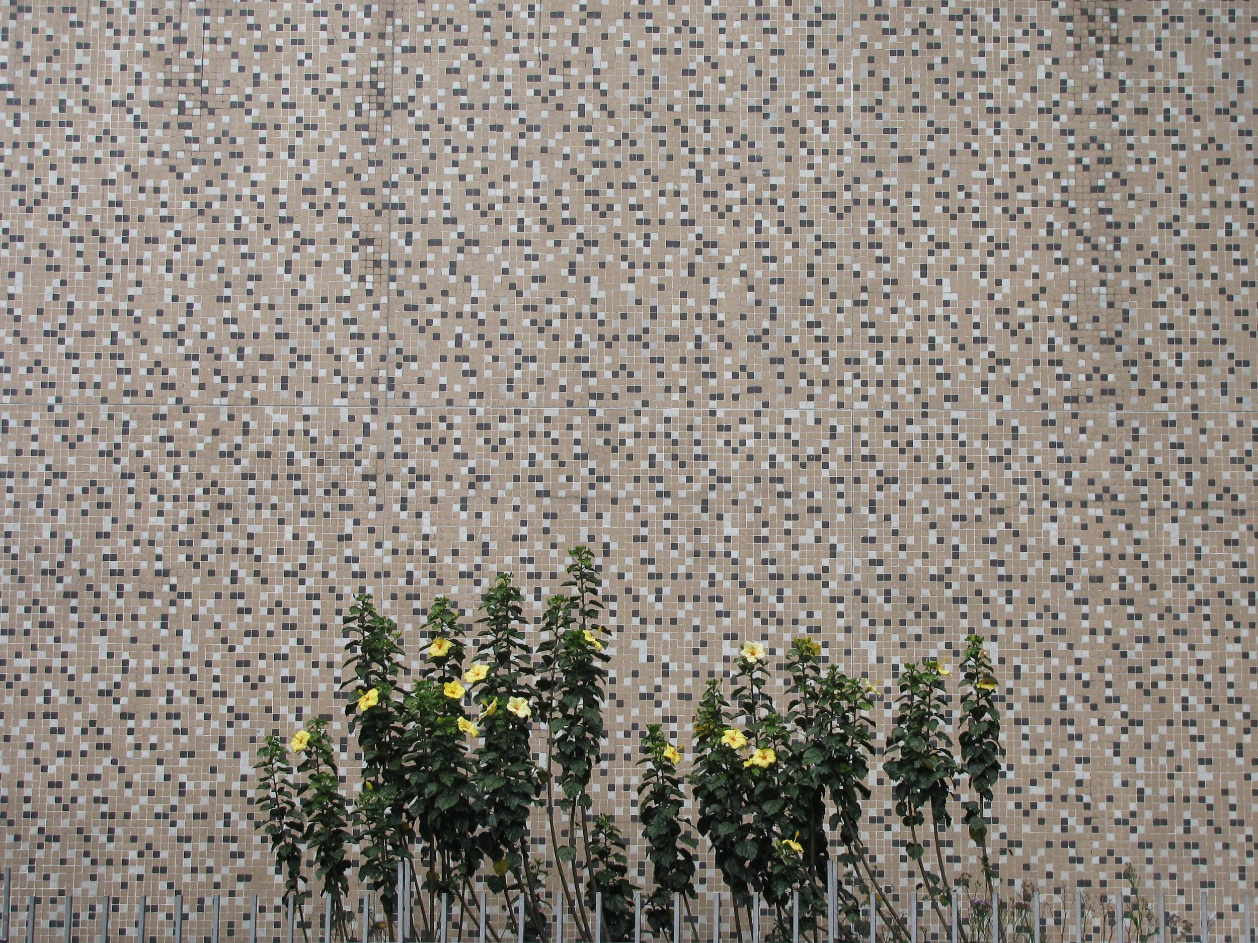 pared.jpg