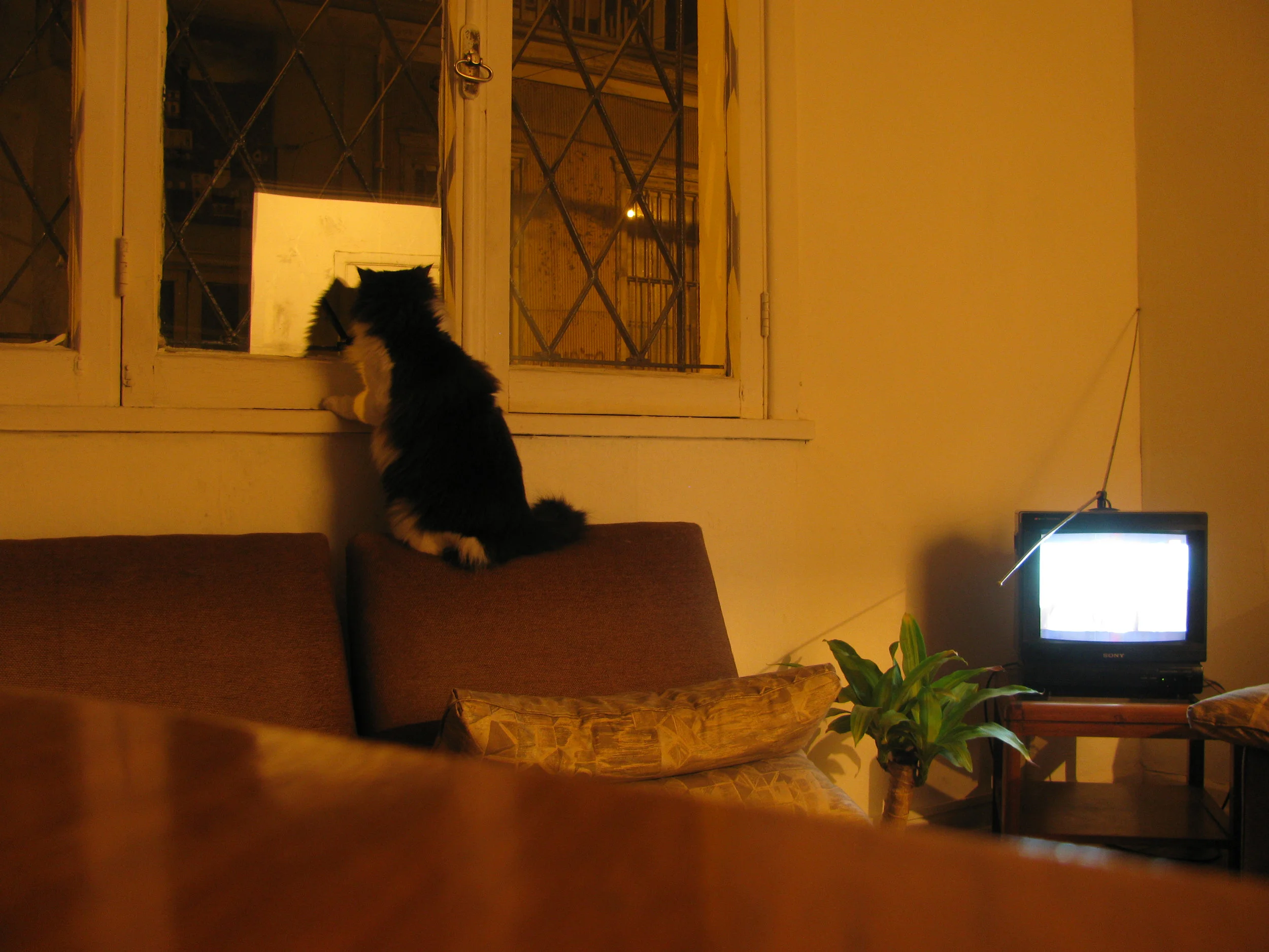gatoventanero.jpg