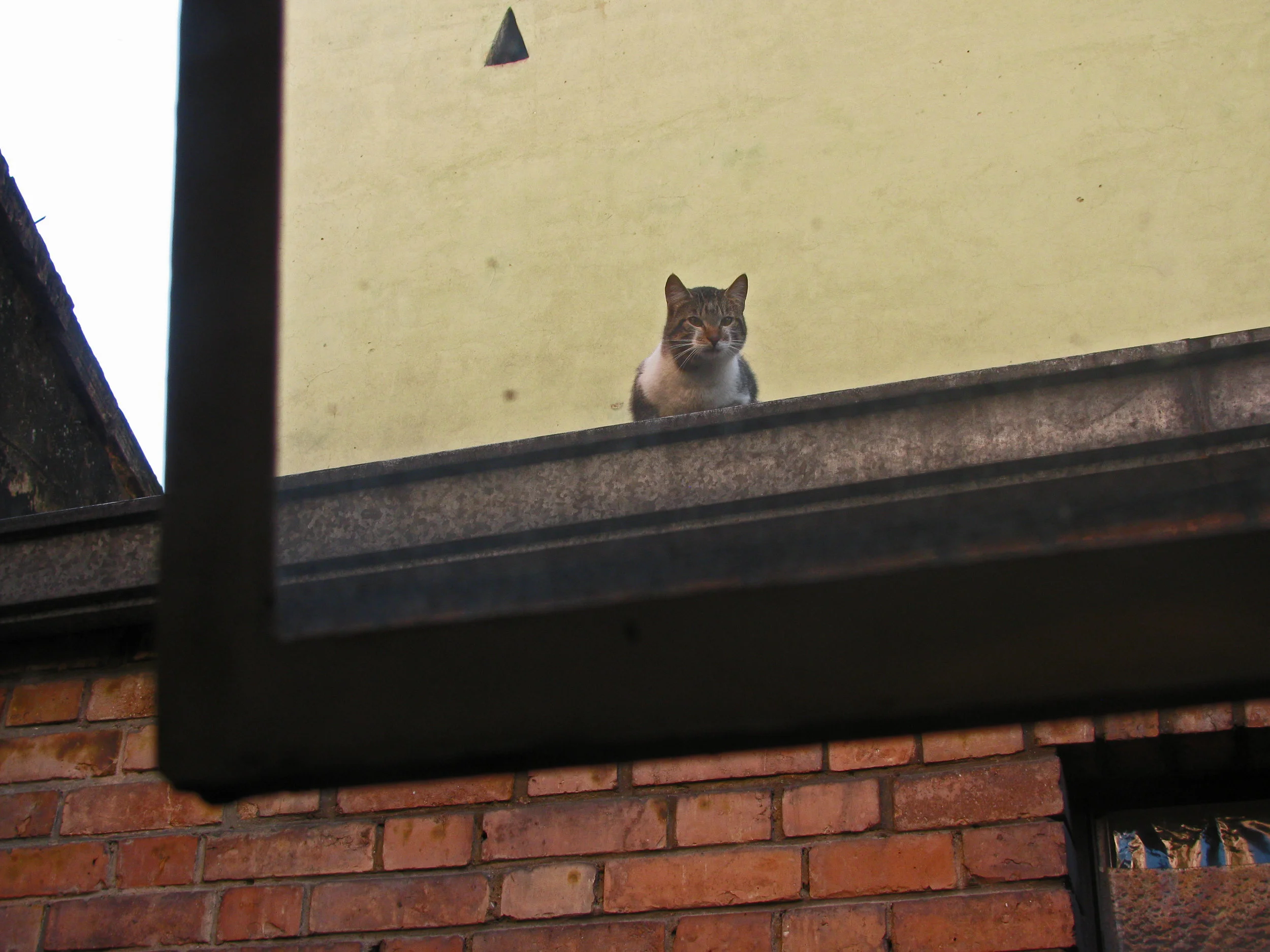 gatovecino.jpg