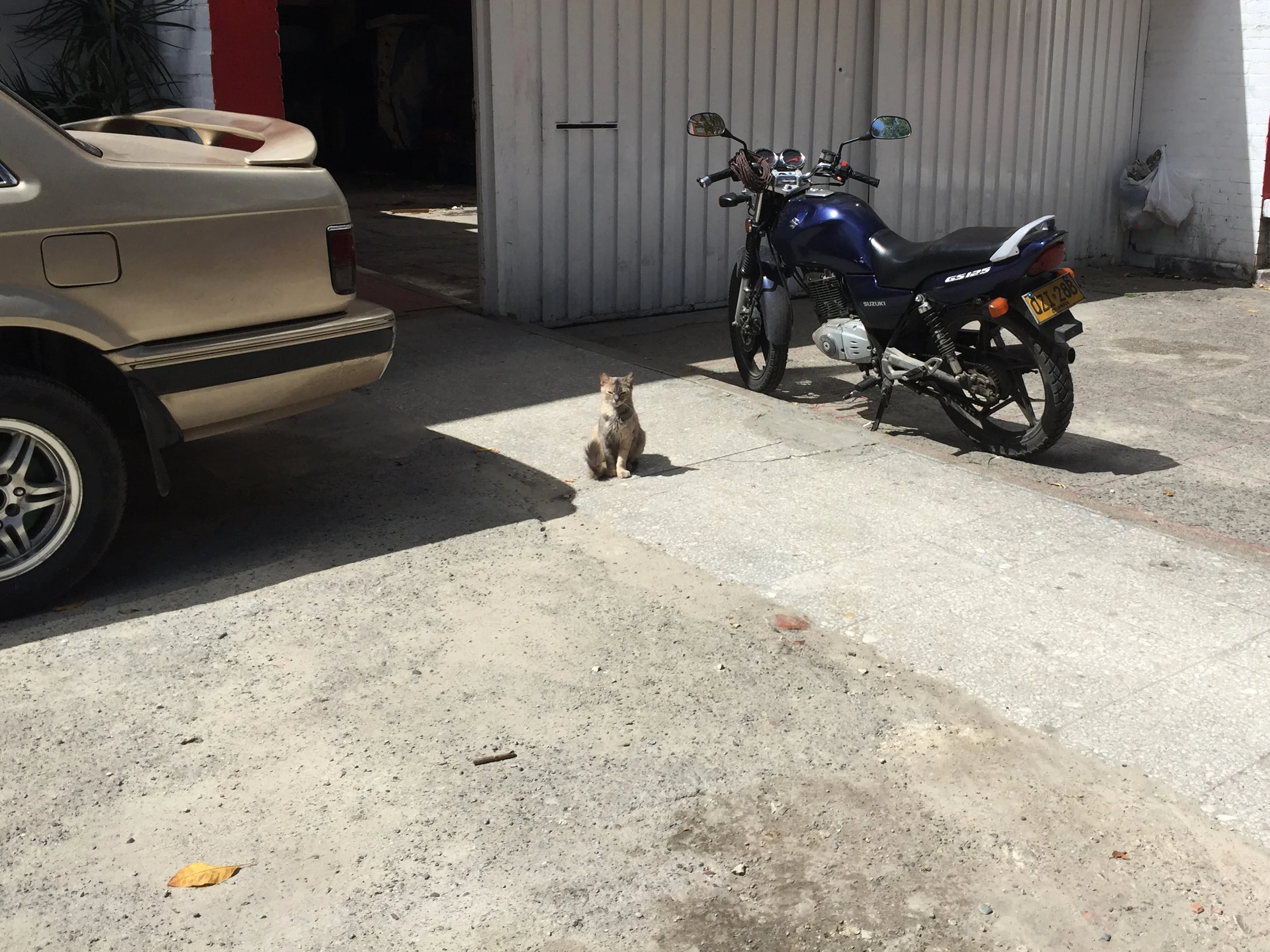 gatico.jpg