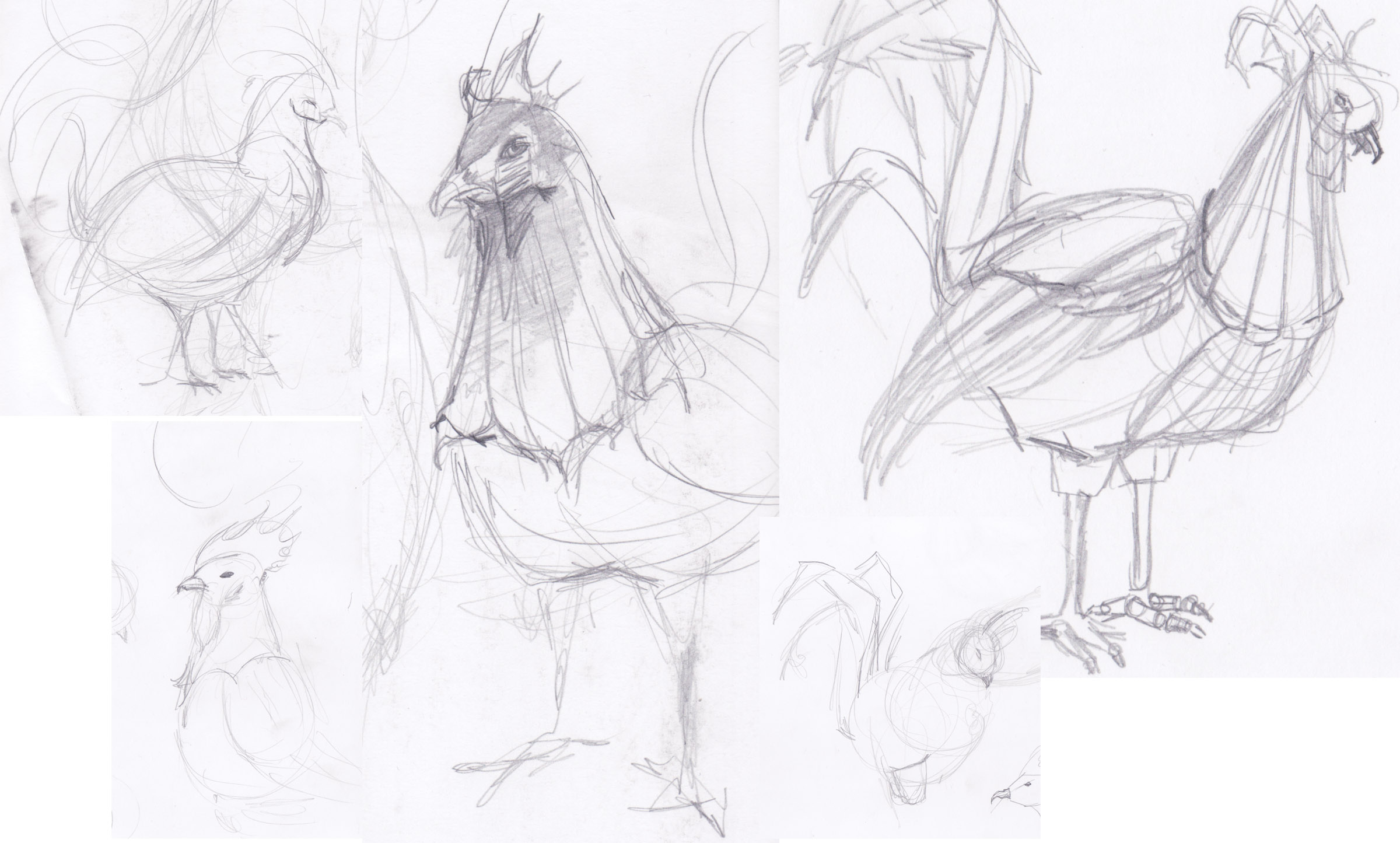  sketches of the rooster 