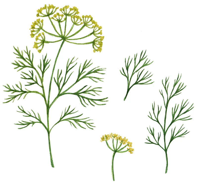 dill.jpg