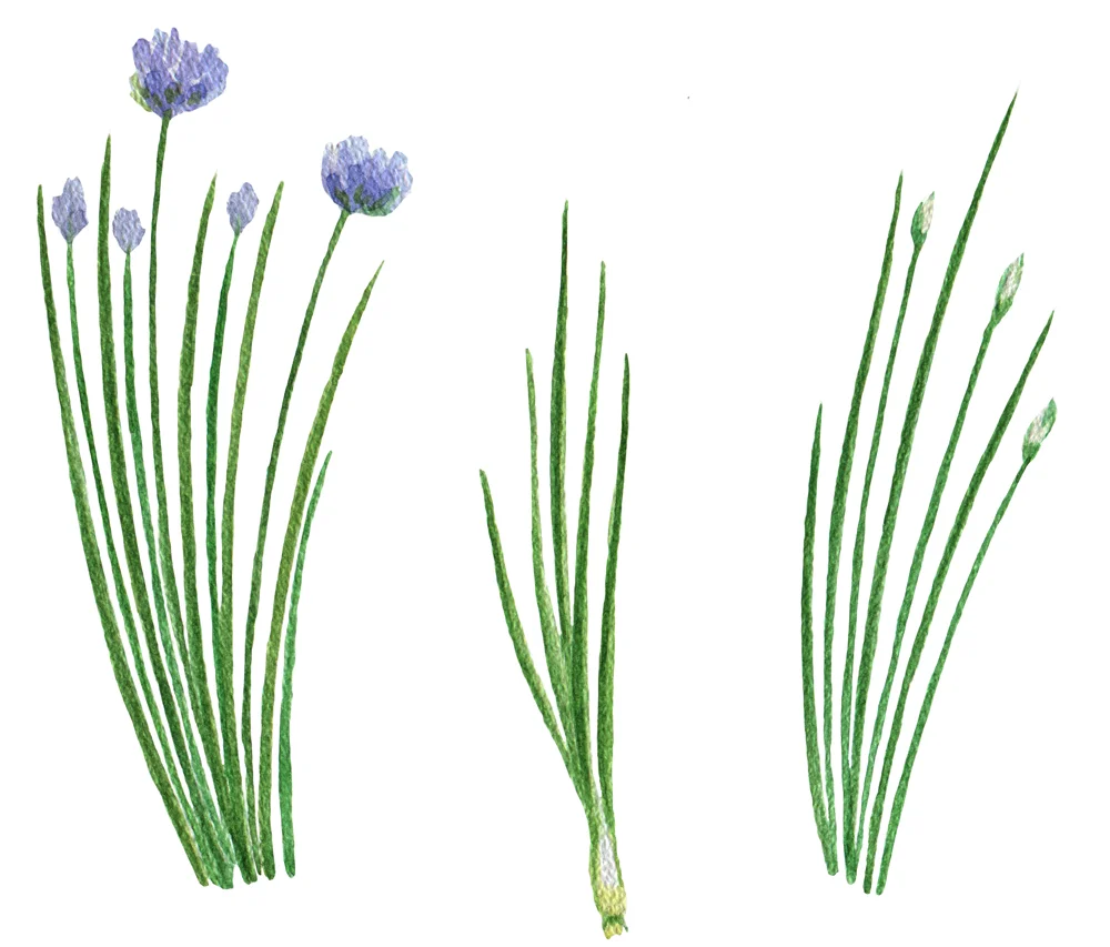 chives.jpg