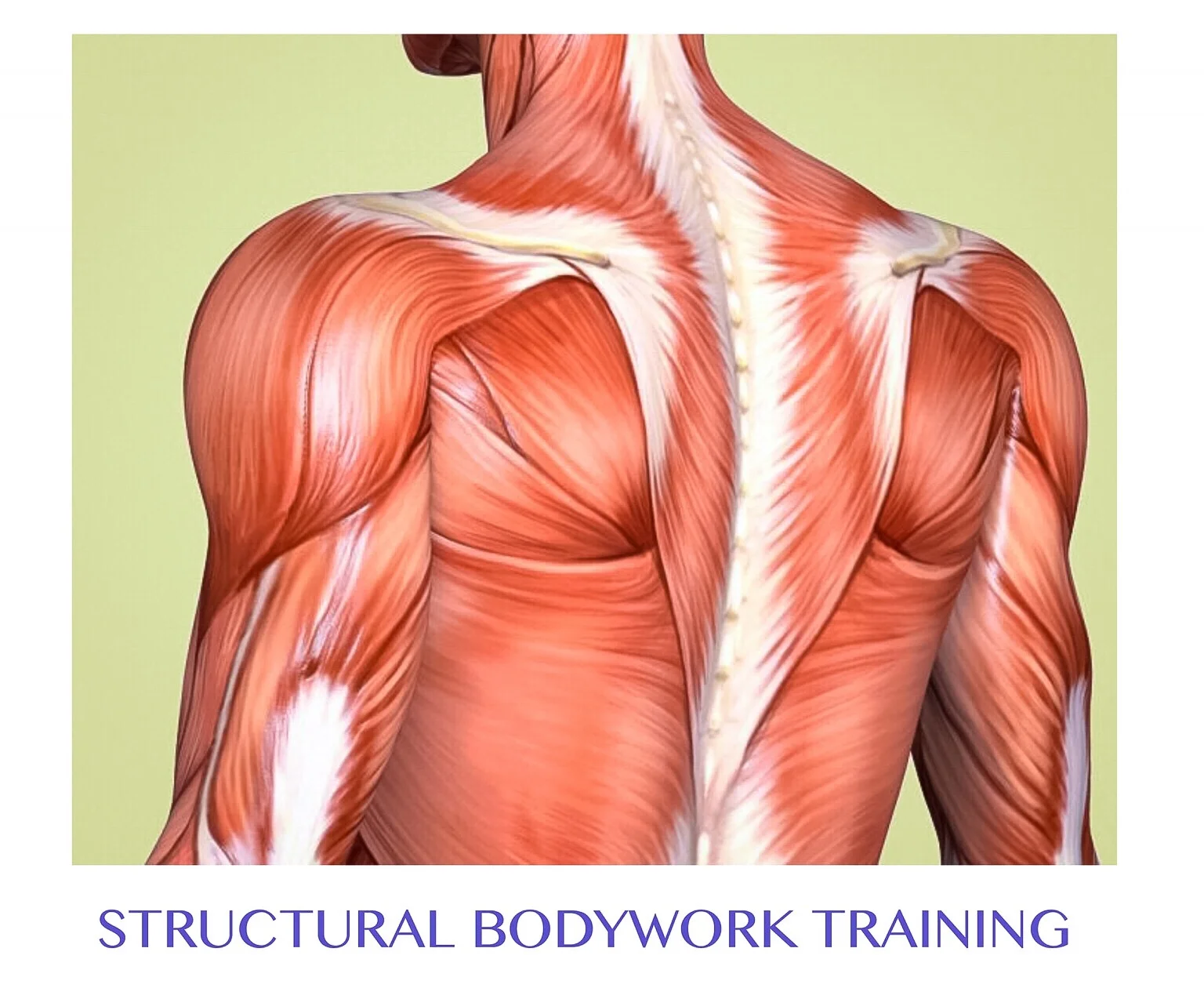 Structural Bodywork Intensive