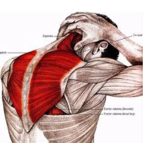 Re-Patterning Training:  “Neck &amp; Head”