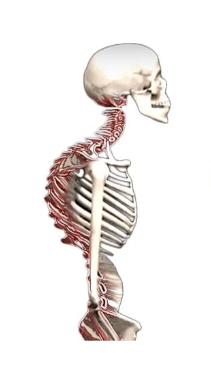 Chaturangha (Plank) :  Freeing the Neck