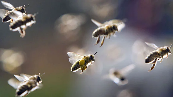 Bees-in-flight.jpg