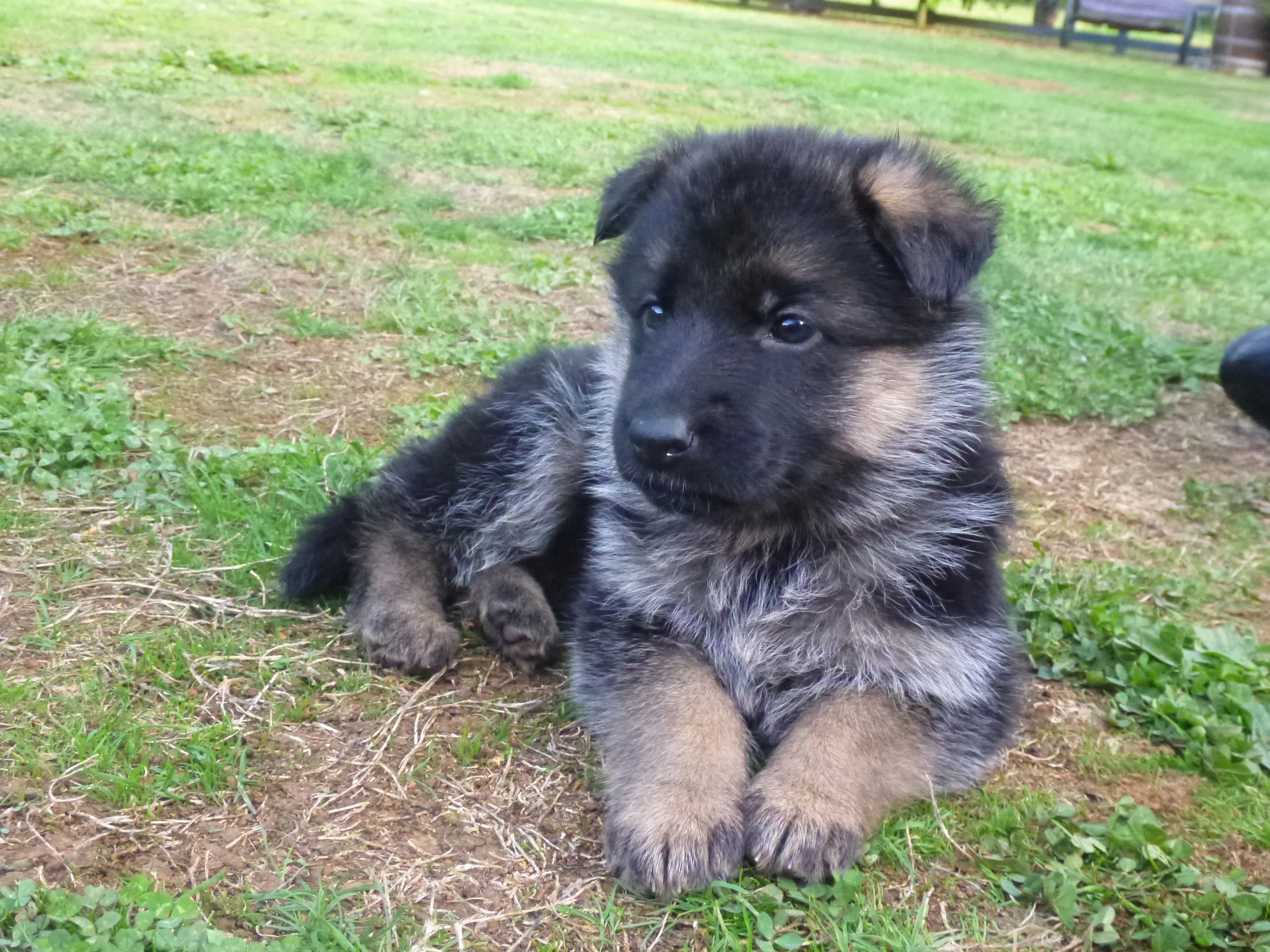 Inca at six weeks