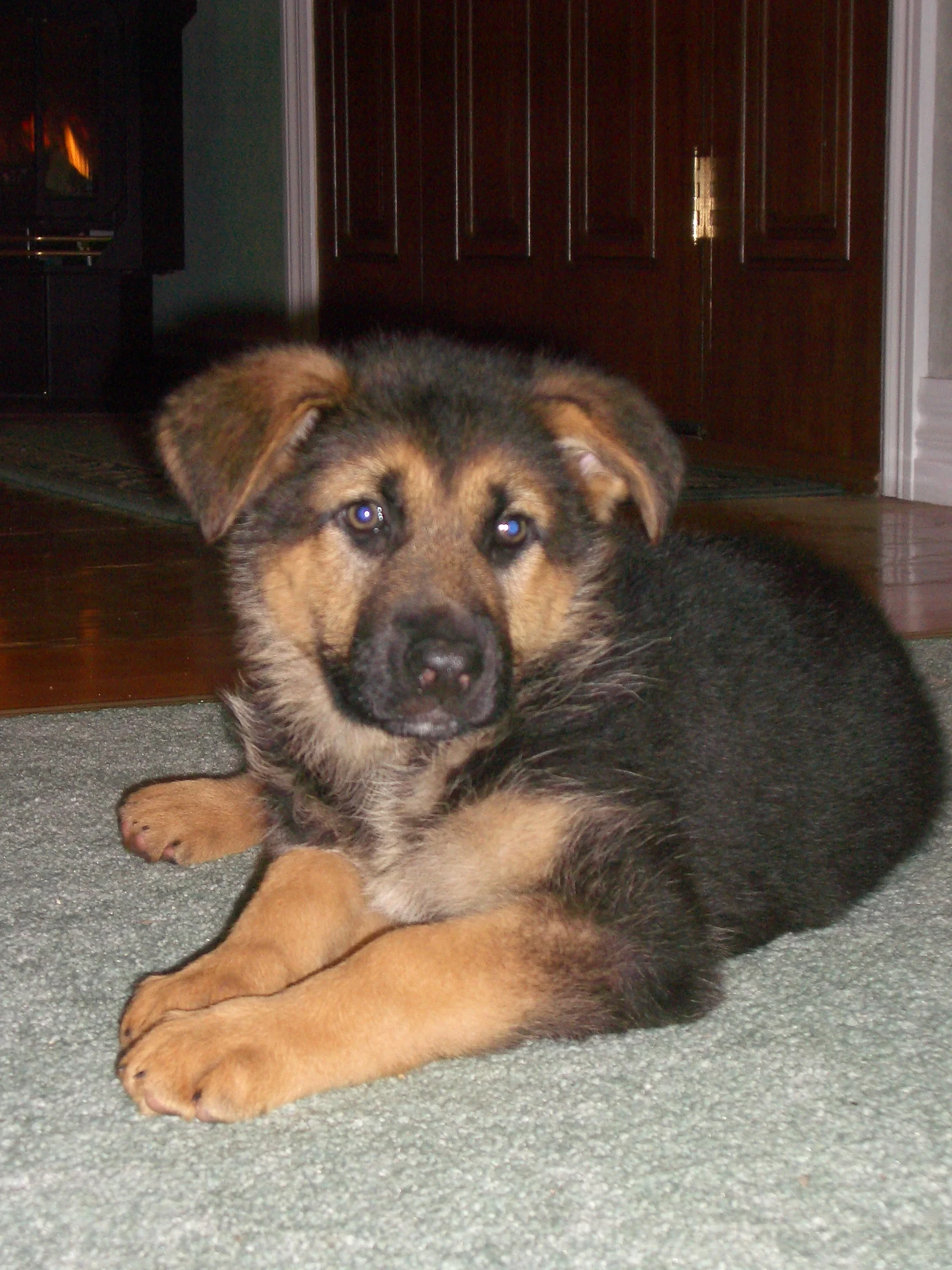 Maddison at eight weeks