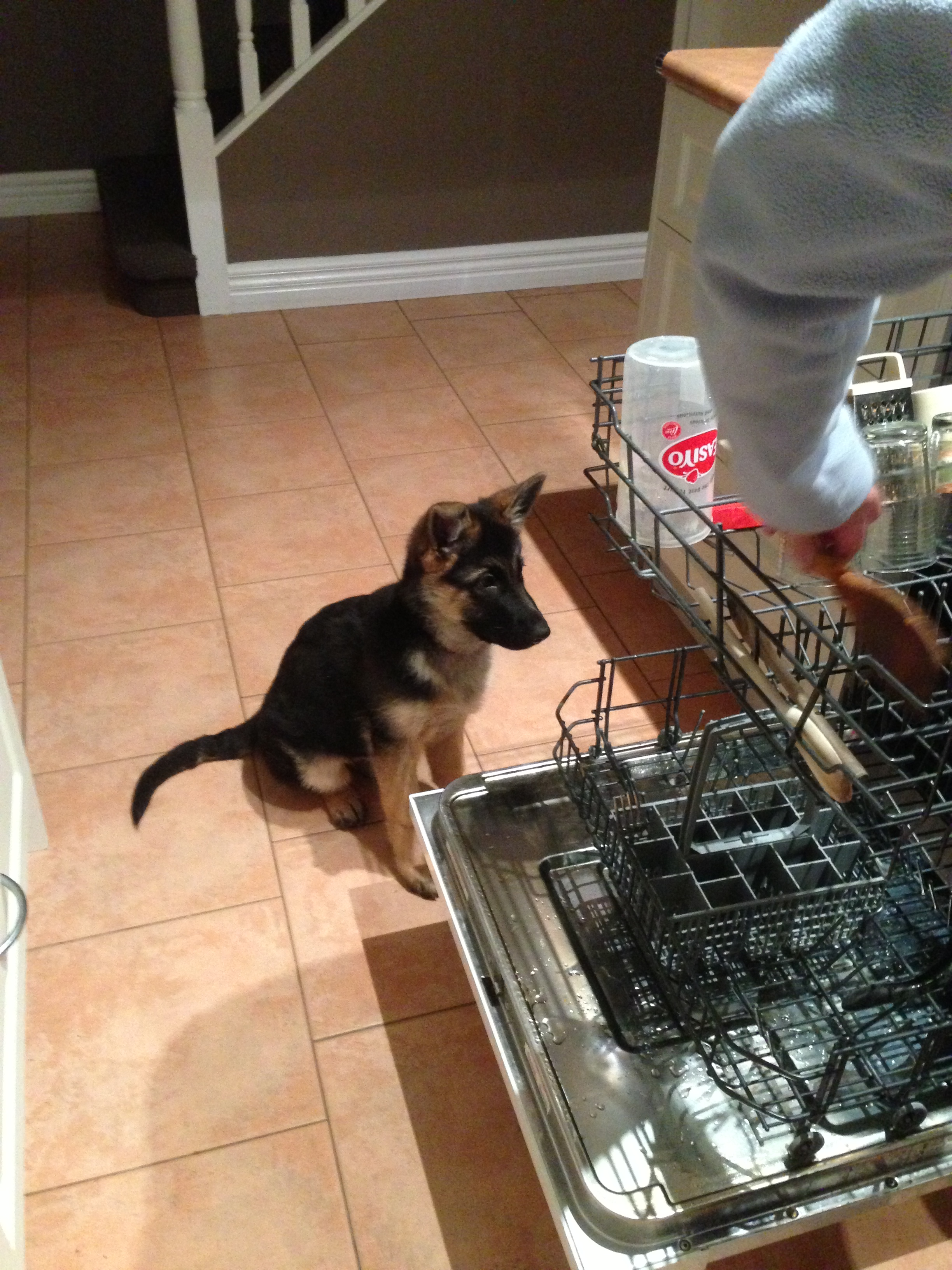 Inca helping around the house