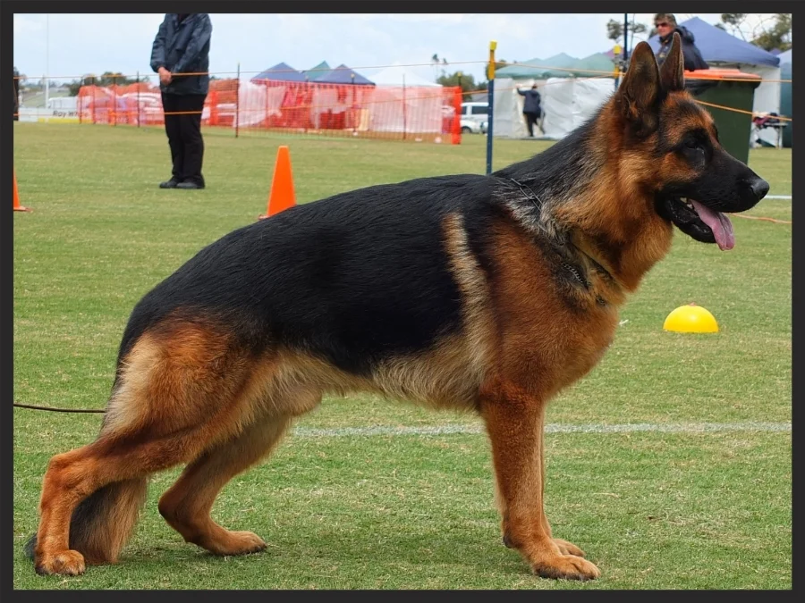 &nbsp;&nbsp;&nbsp;&nbsp;&nbsp;&nbsp;&nbsp;&nbsp;&nbsp;&nbsp;&nbsp;&nbsp;&nbsp;&nbsp;&nbsp;&nbsp;&nbsp;&nbsp;&nbsp;&nbsp;&nbsp;&nbsp;&nbsp;&nbsp;&nbsp;&nbsp; Zandrac The Hard Way aka "Kasey" sire of&nbsp;the expected litter due around the 30th of Jan…