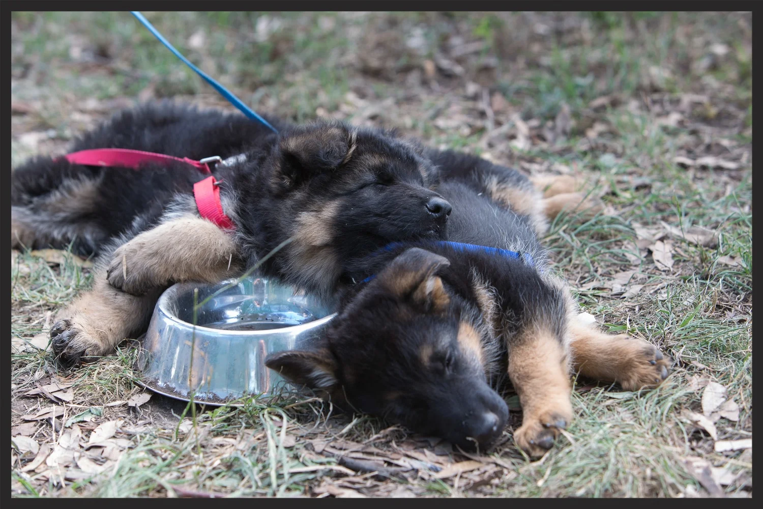 Considering these two did nothing in class, they were pretty tuckered out.