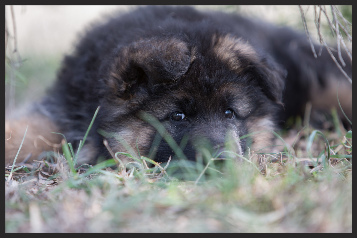 Ace being the biggest poser