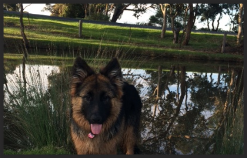 You can't tell but she had just gone for a dip in the dam and was saturated from the neck down. Fun.
