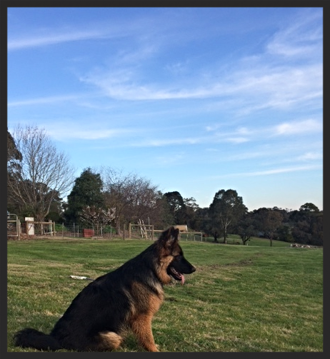 Enjoying a break from play time in the paddock
