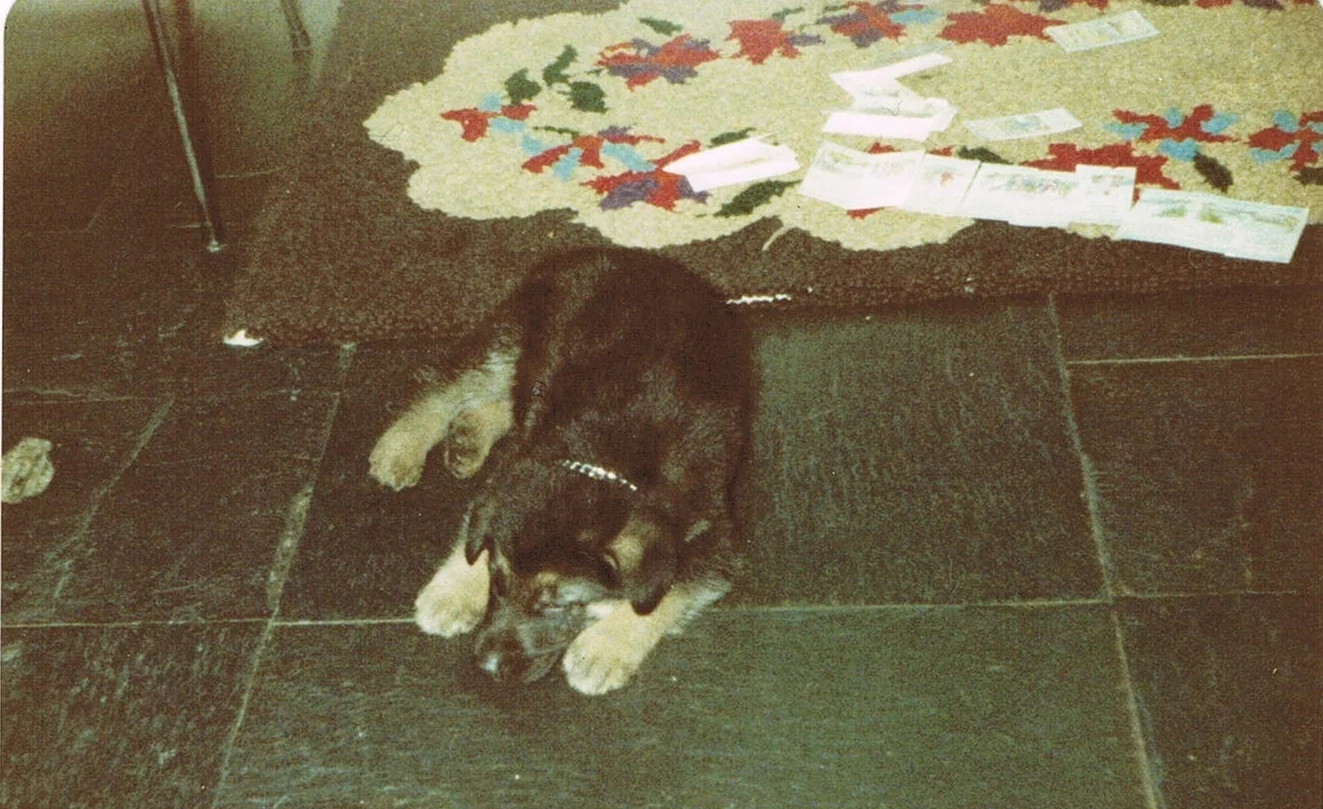 Prince as a puppy - Dad's first Shepherd 