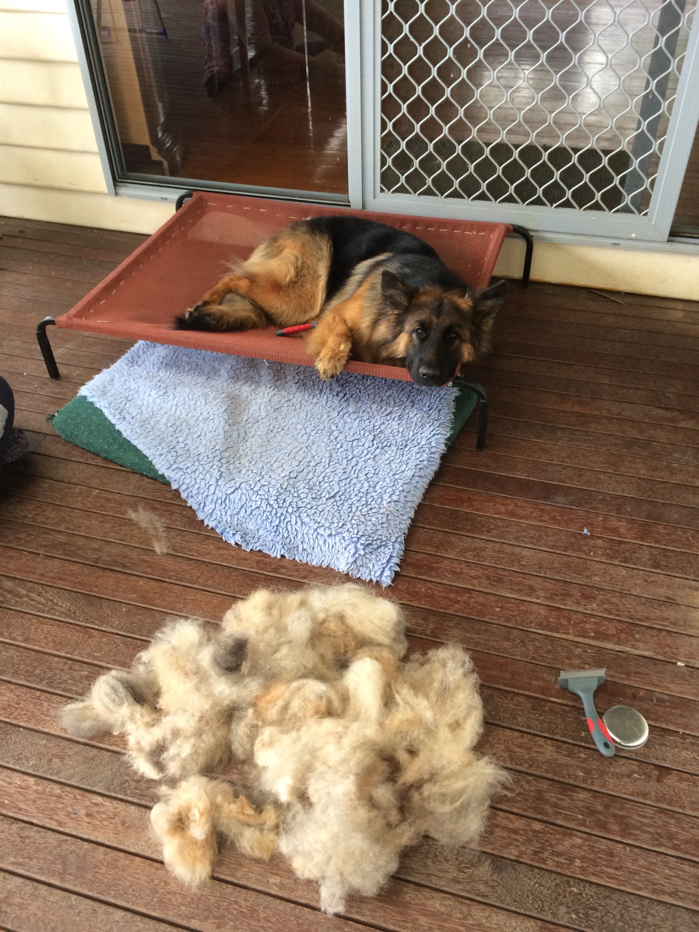 So that's why the vacuum cleaner kept getting clogged..