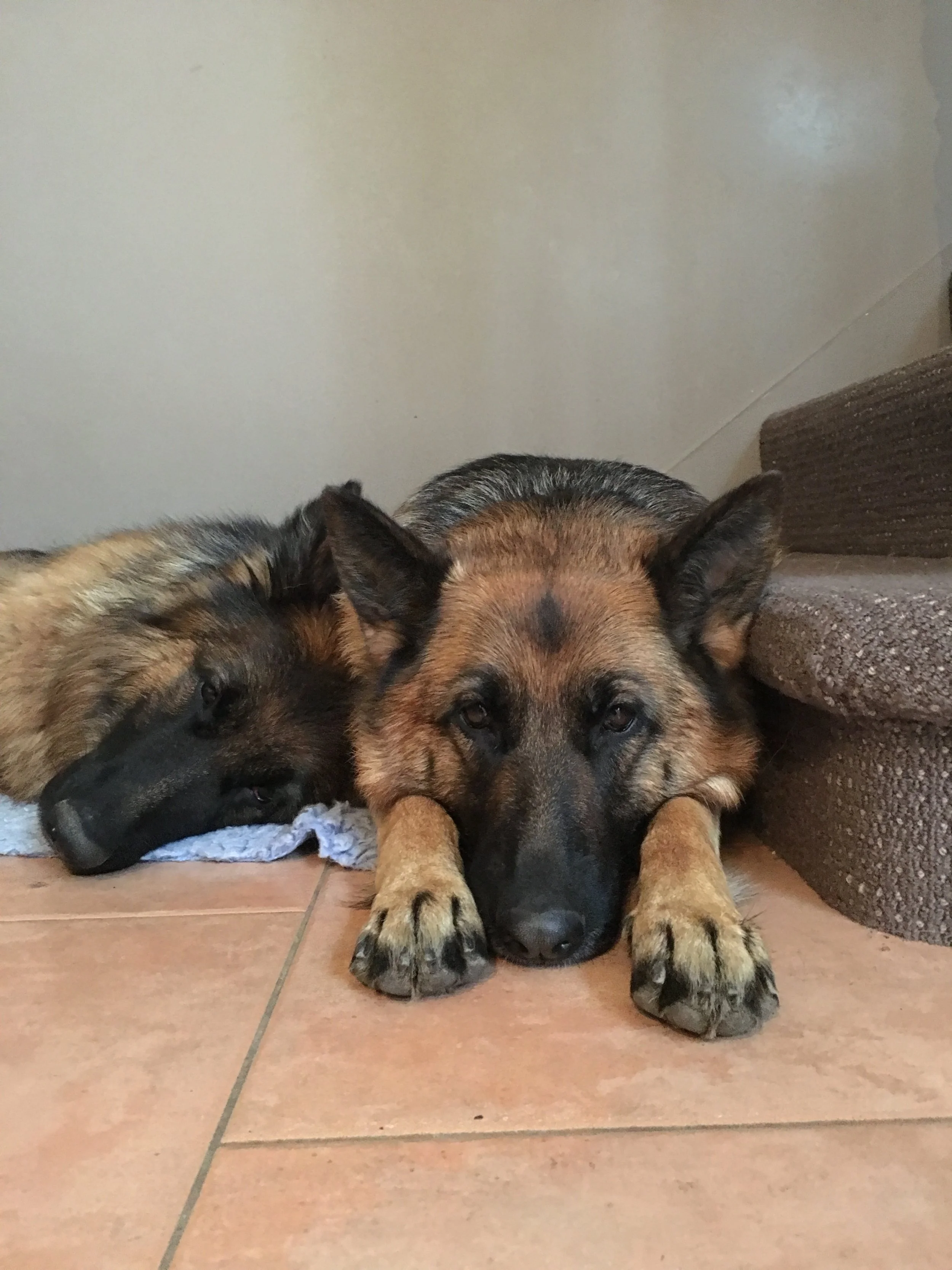 Emma took this picture yesterday of Inca and Tragen being cute :)