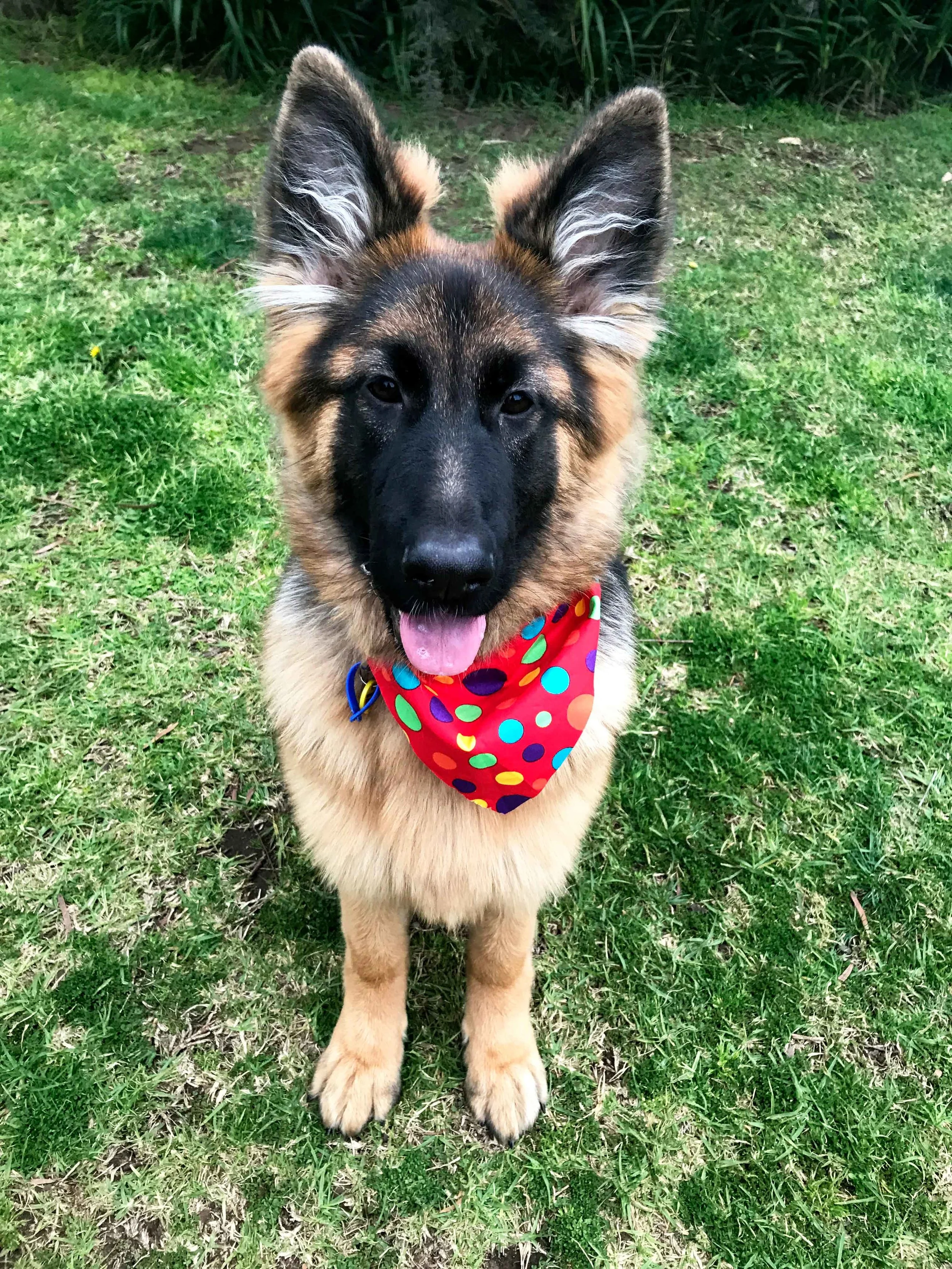 Xena 1.jpg