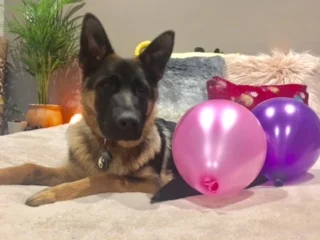 Torvi [Birthday Edition]