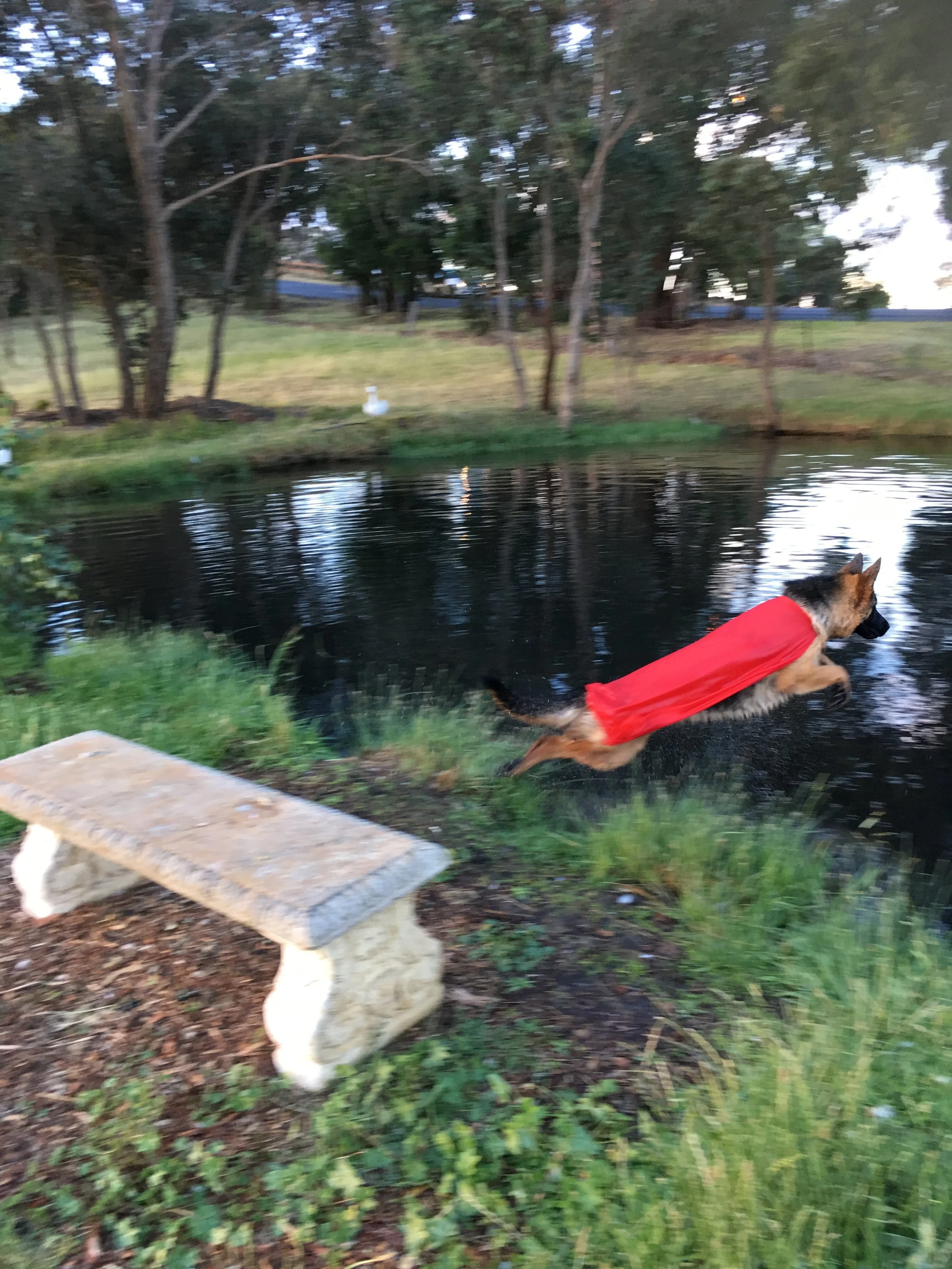 Torvi the Super Dog