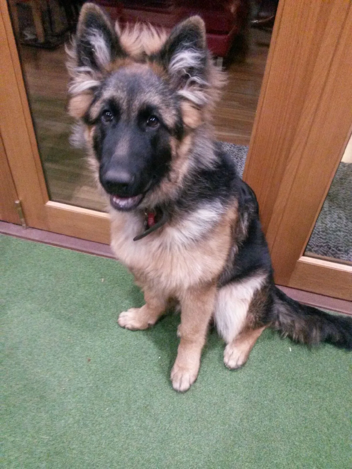 Ace 12 Months Old