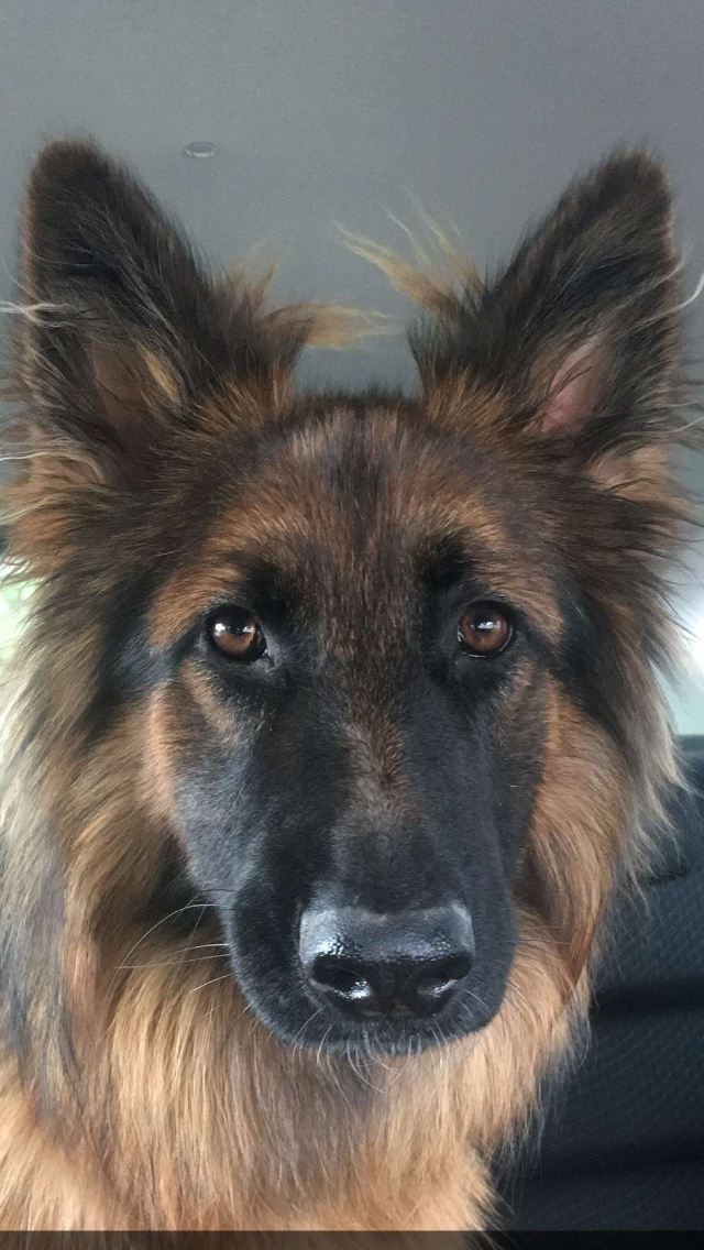 Maddy 12 Months Old