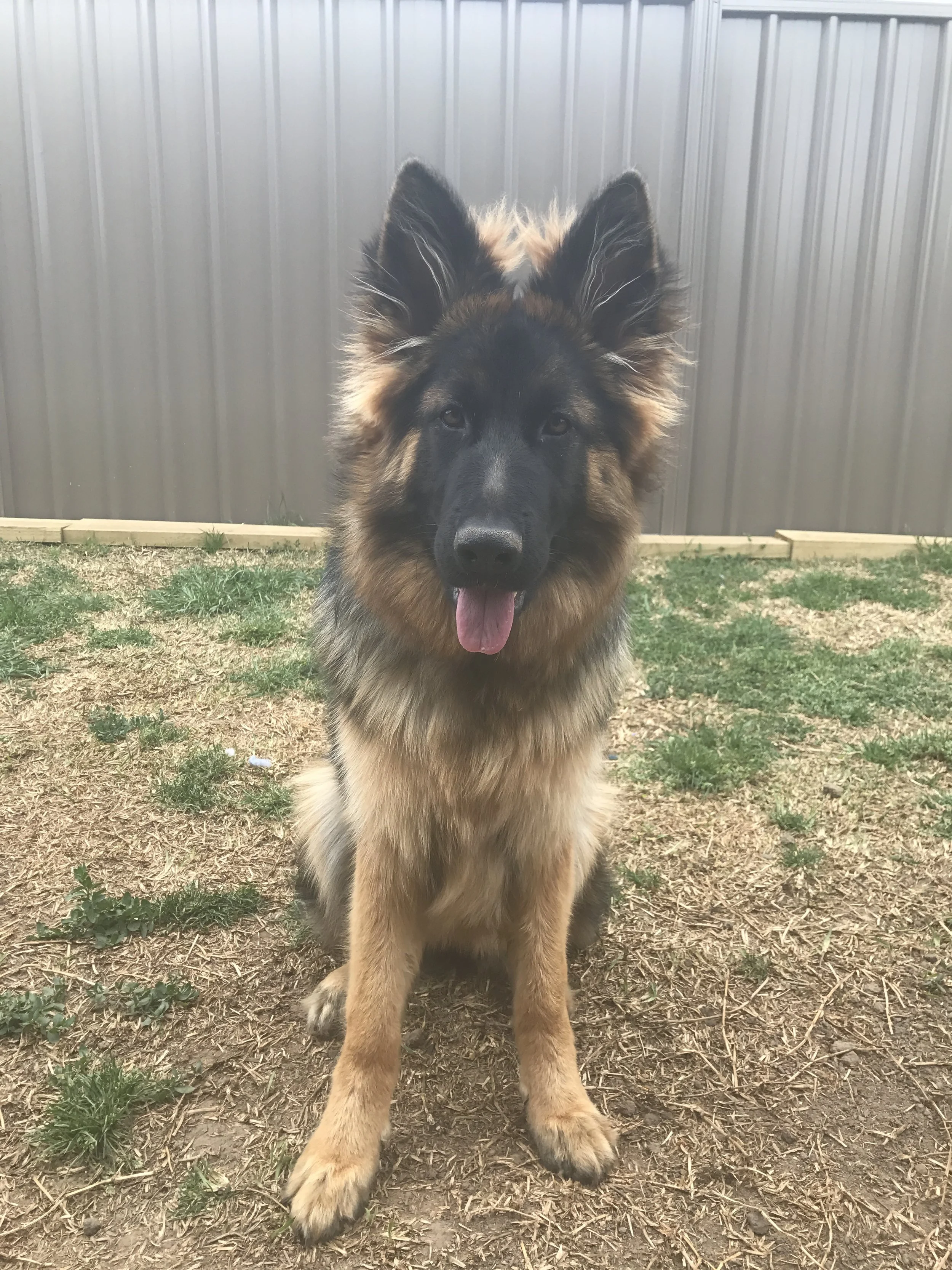 Bagheera 6 Months