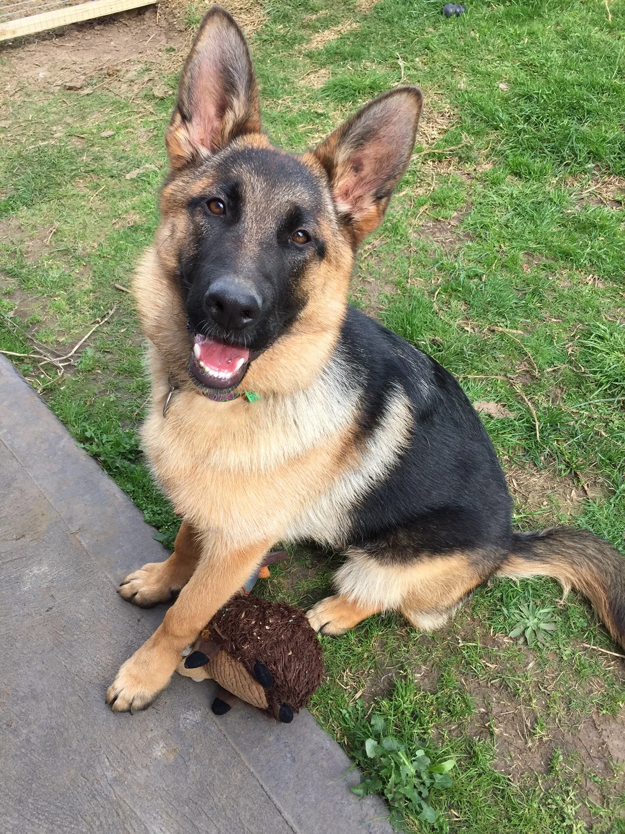 Remmy 6 Months