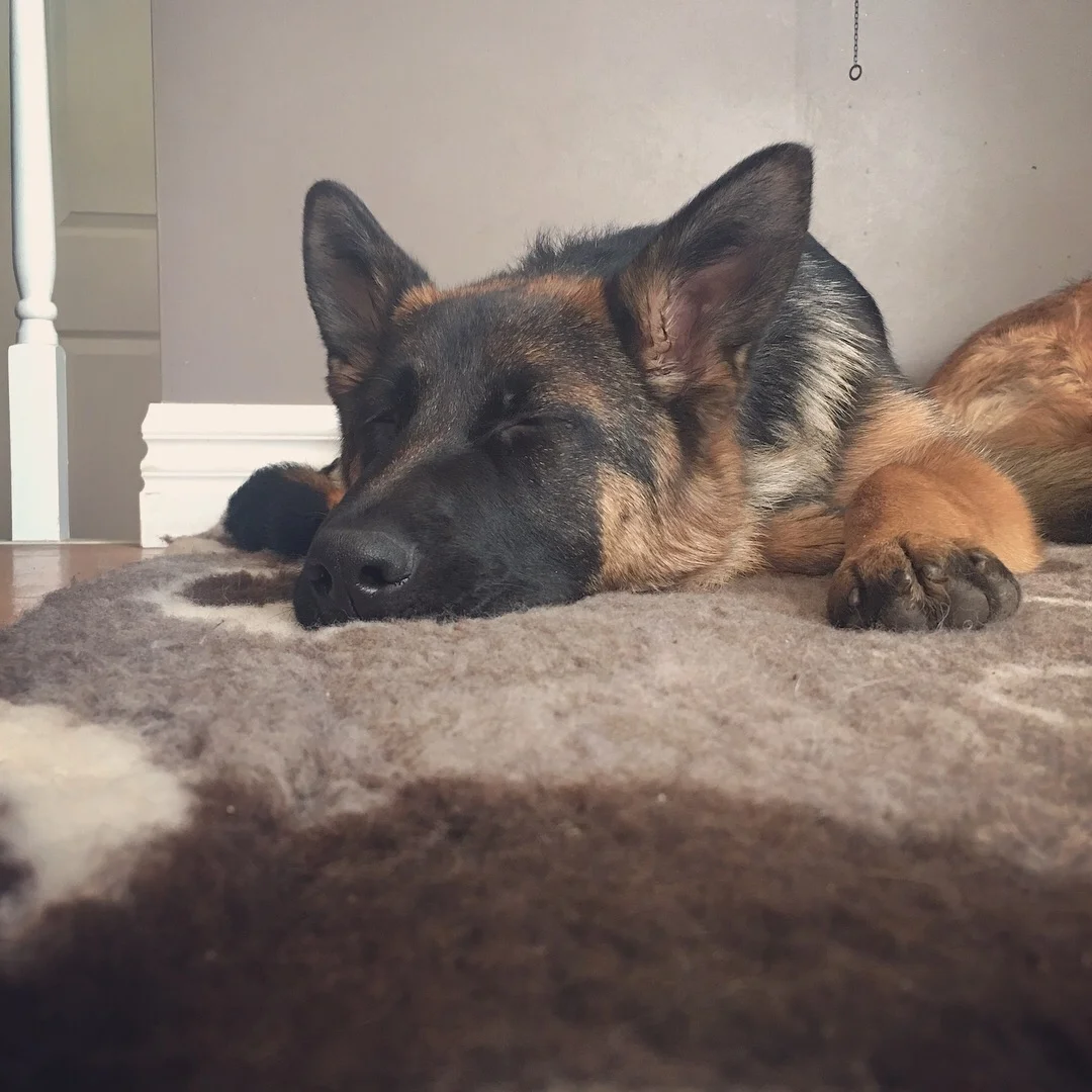 Torvi 6 Months