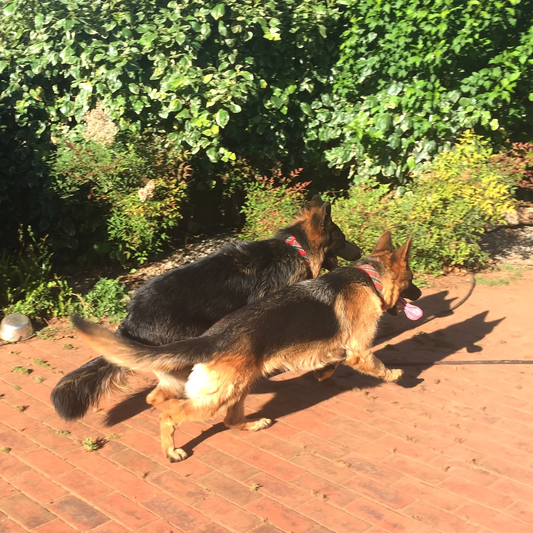 Kovu and Narla