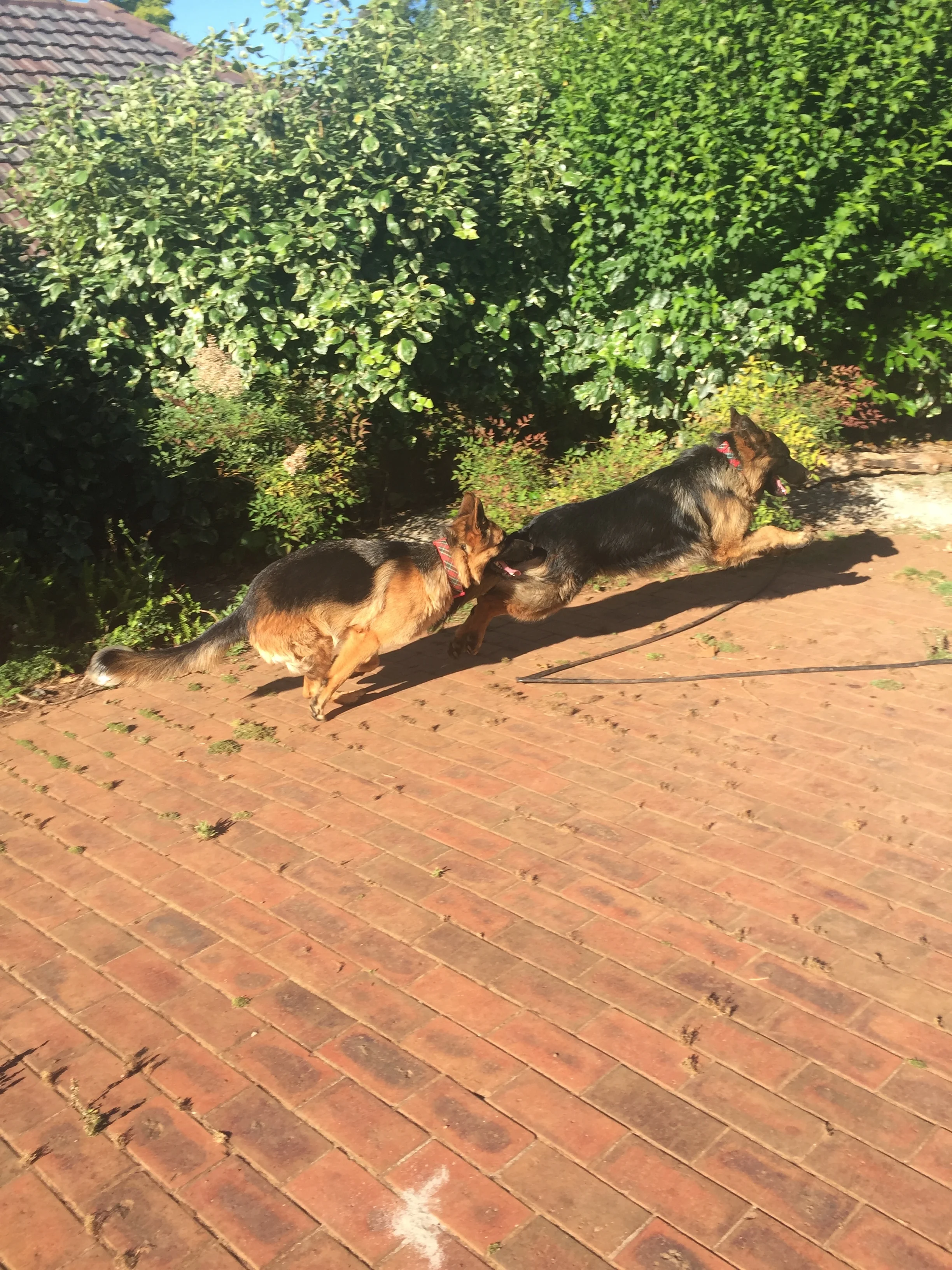 Narla and Kovu