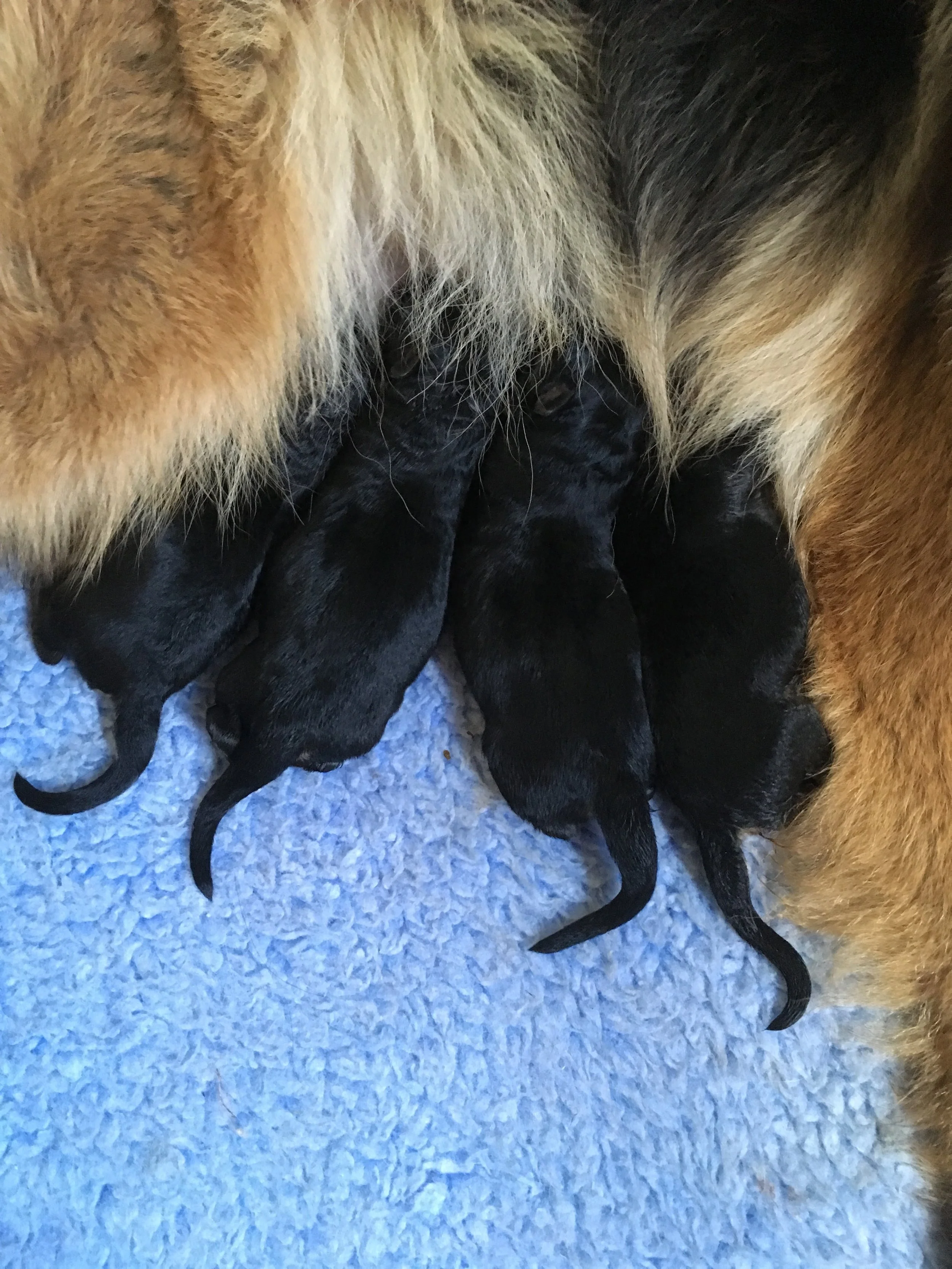 Tragen's first litter 02:02:18.JPG