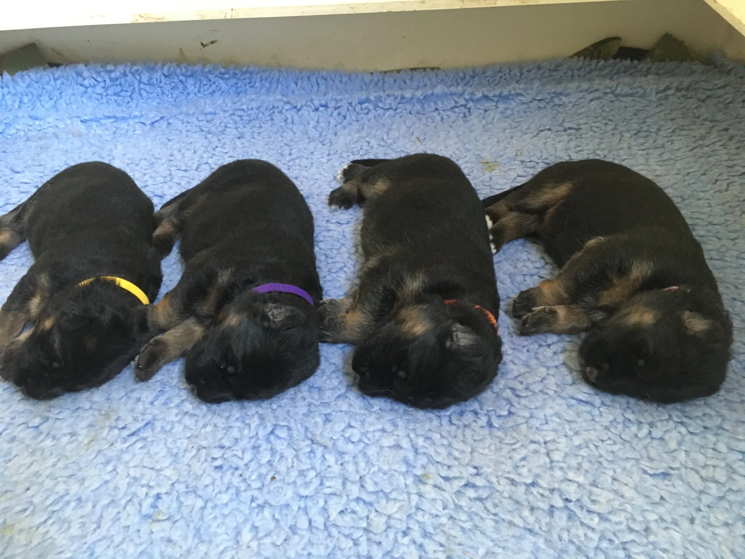 One week old.JPG