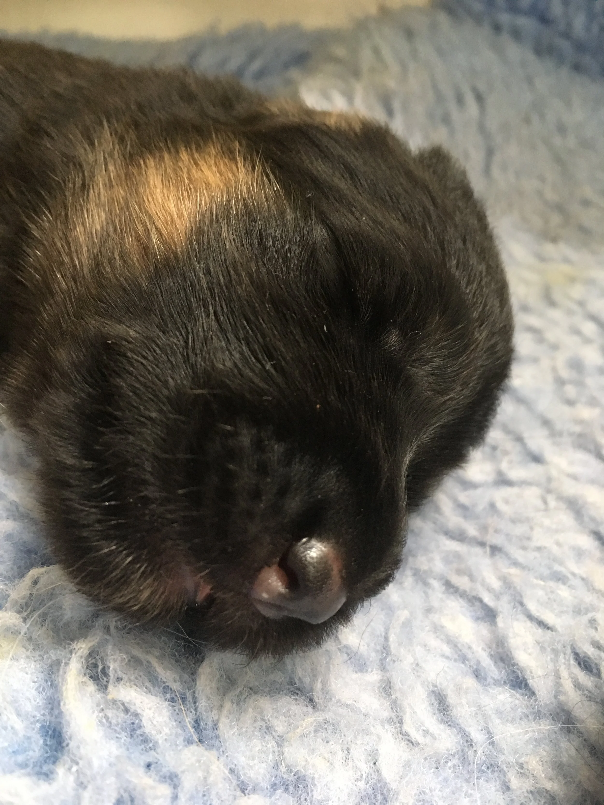 Pup face.JPG