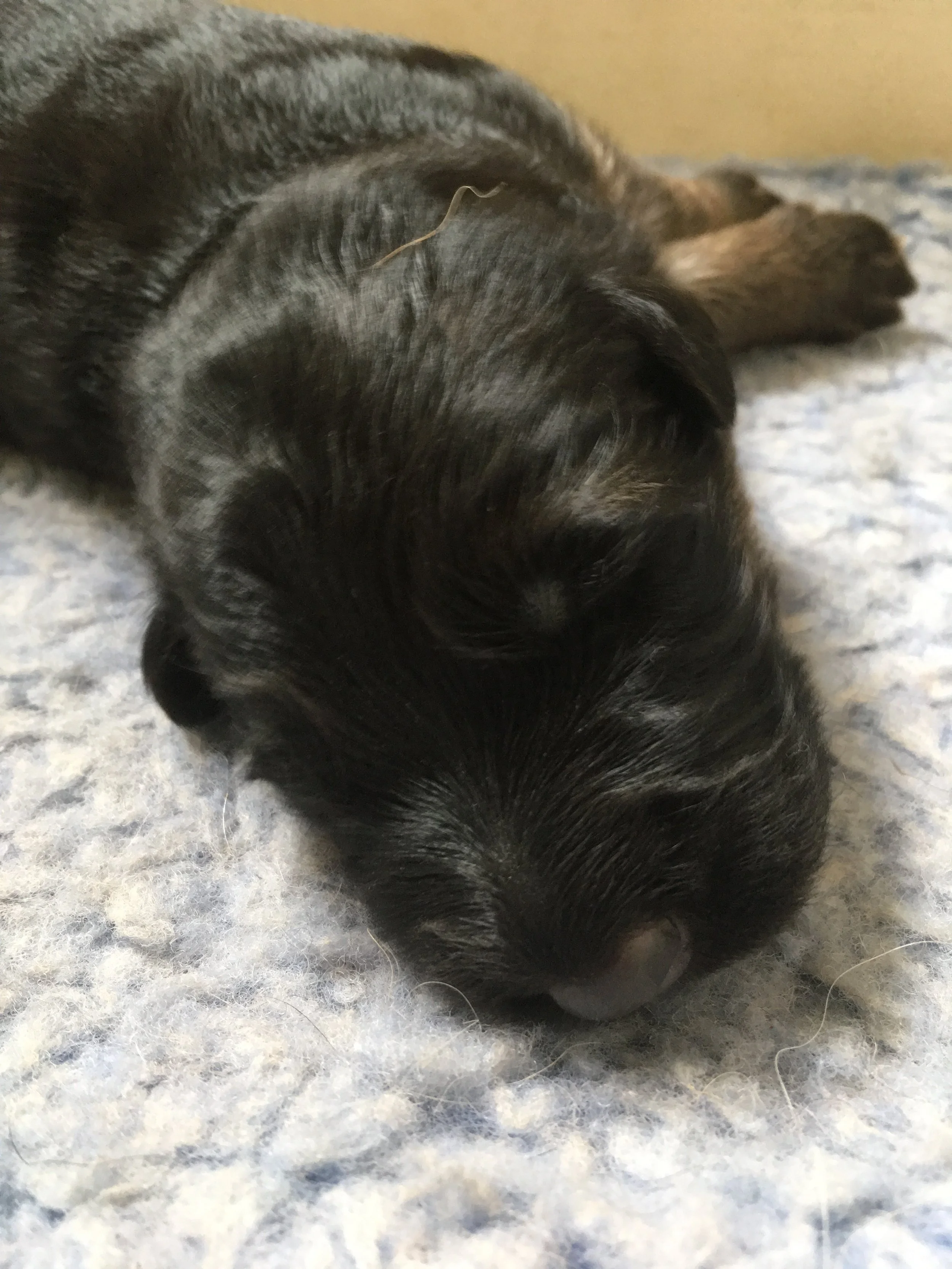 One week old 3.JPG