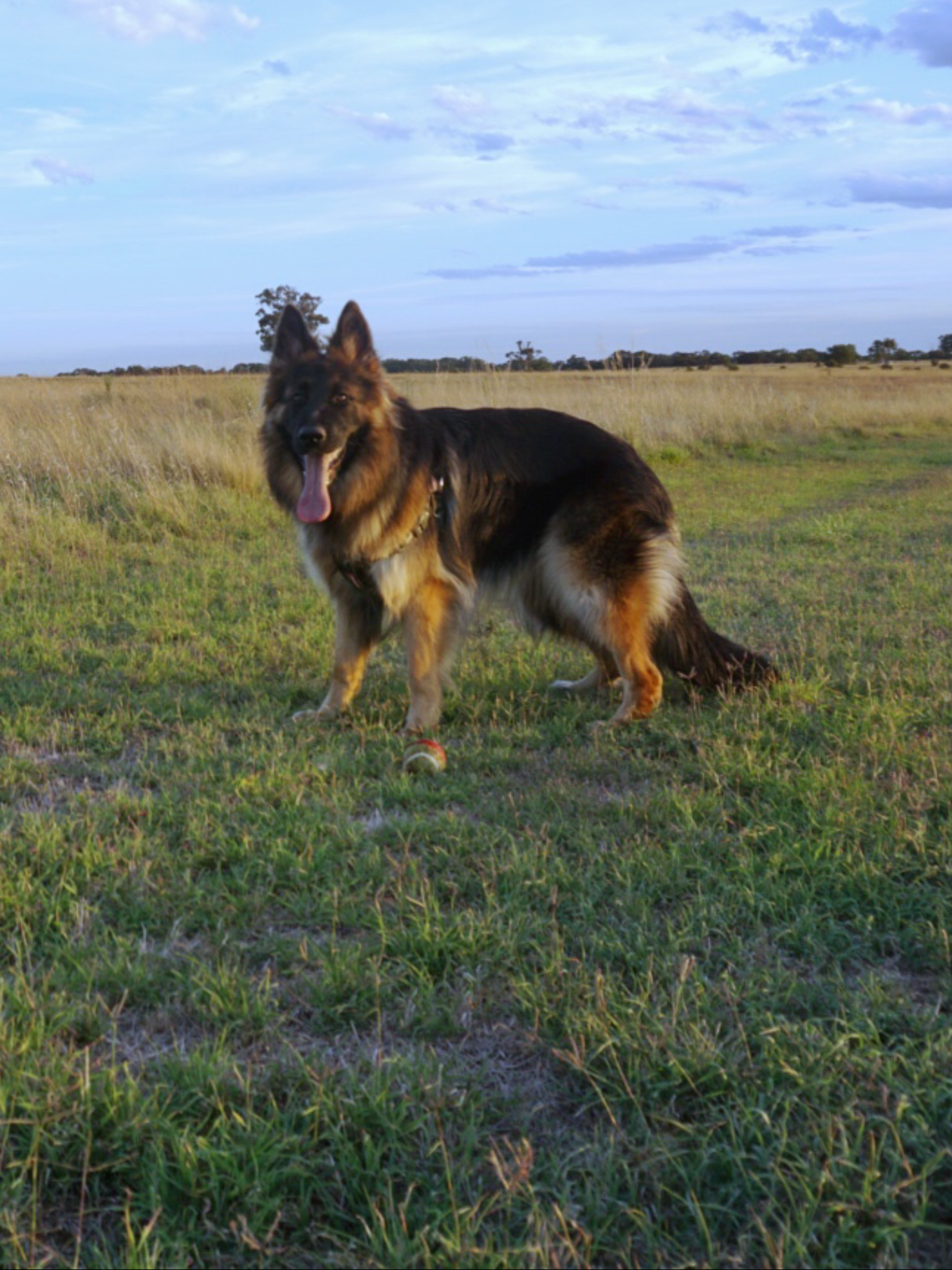 Bagheera at 12 months, Inca's 3rd litter