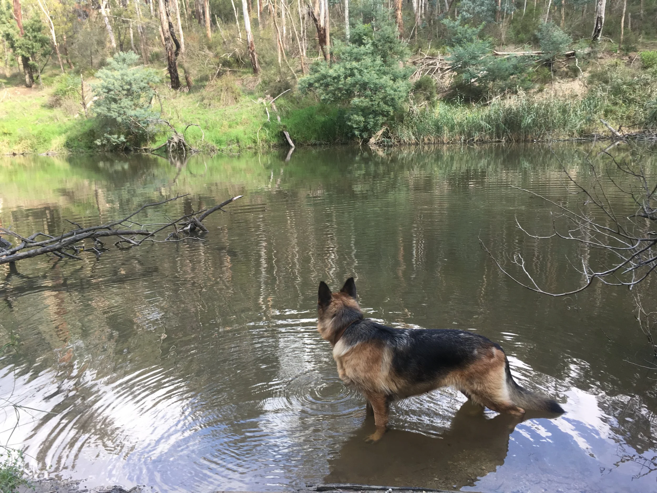 Inca on adventures