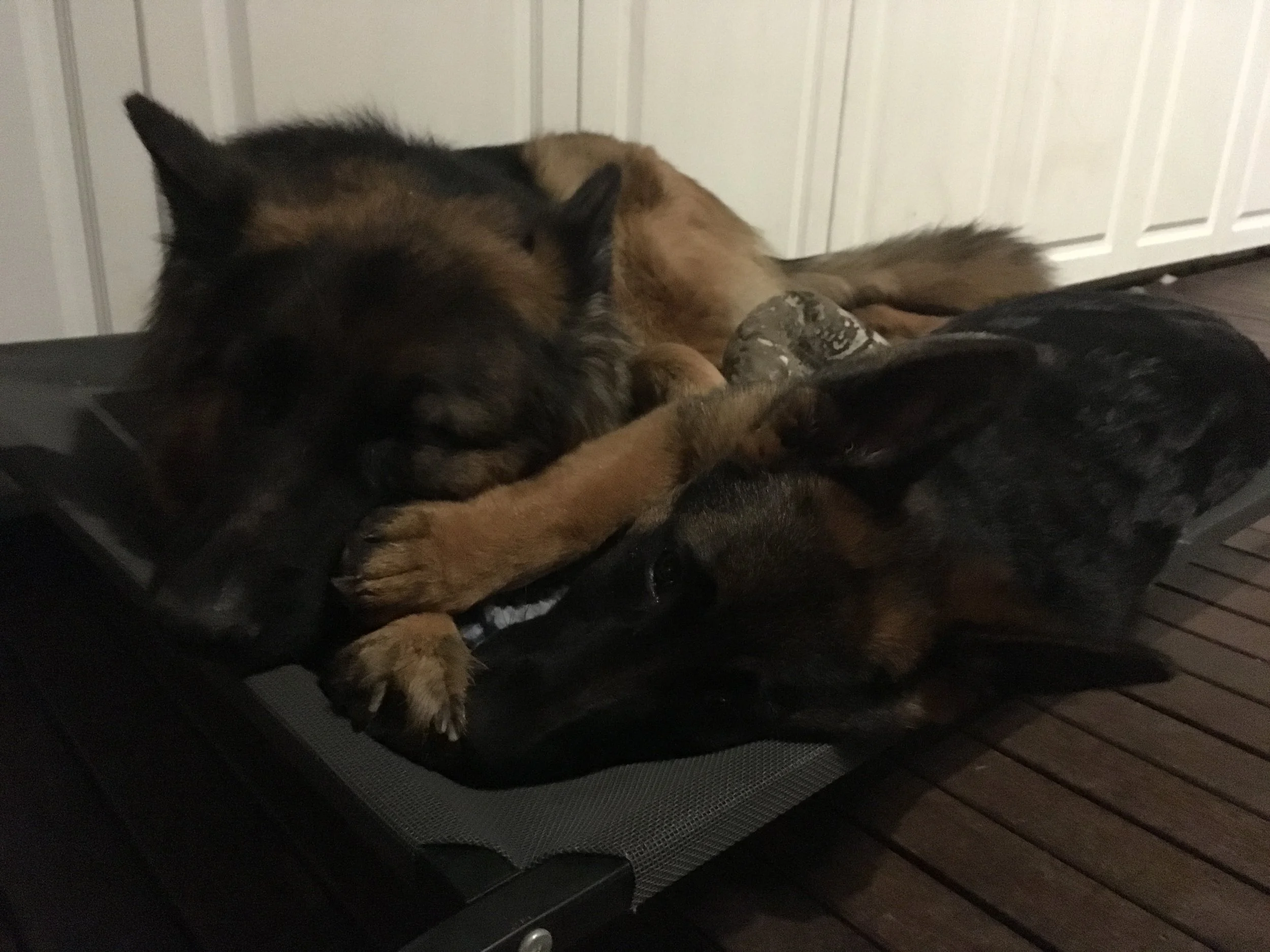 Tragen and Torvi