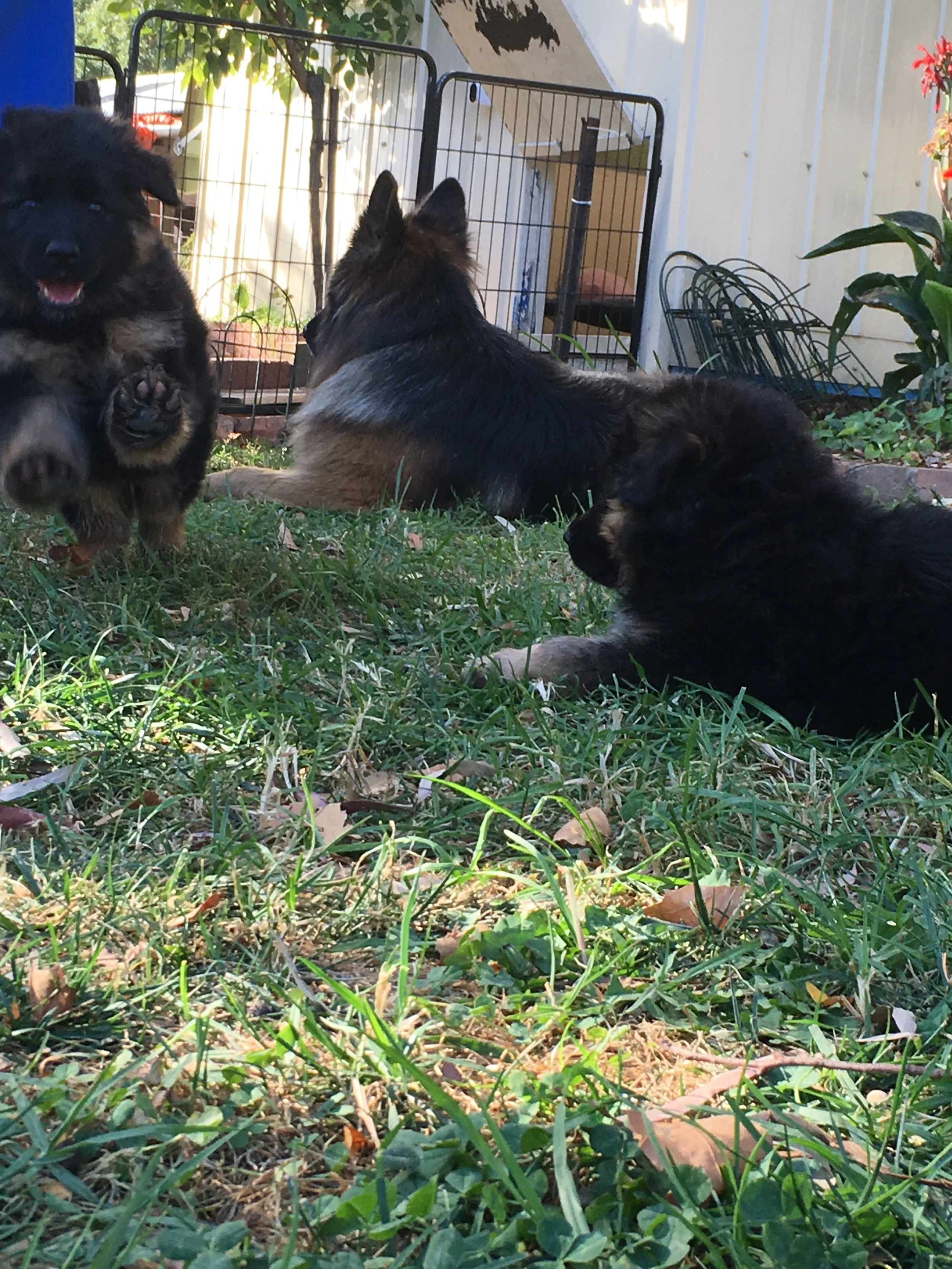 Running dog.JPG