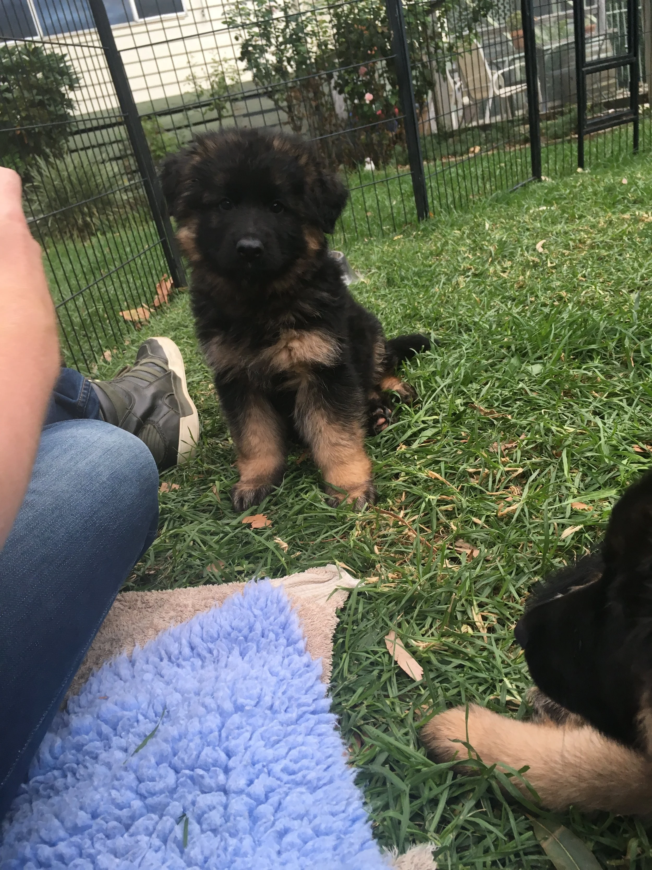 Puppy.JPG