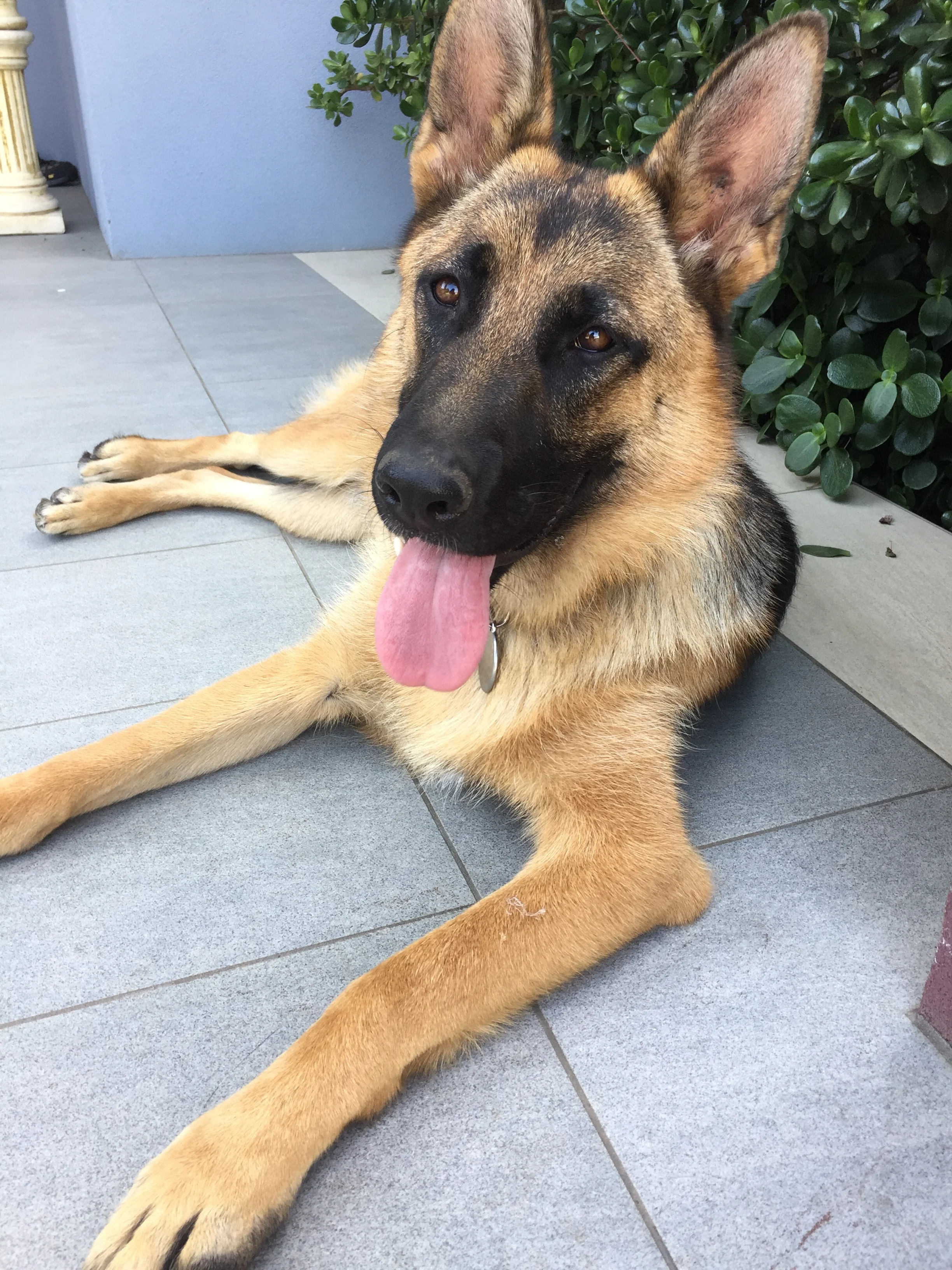 Remi