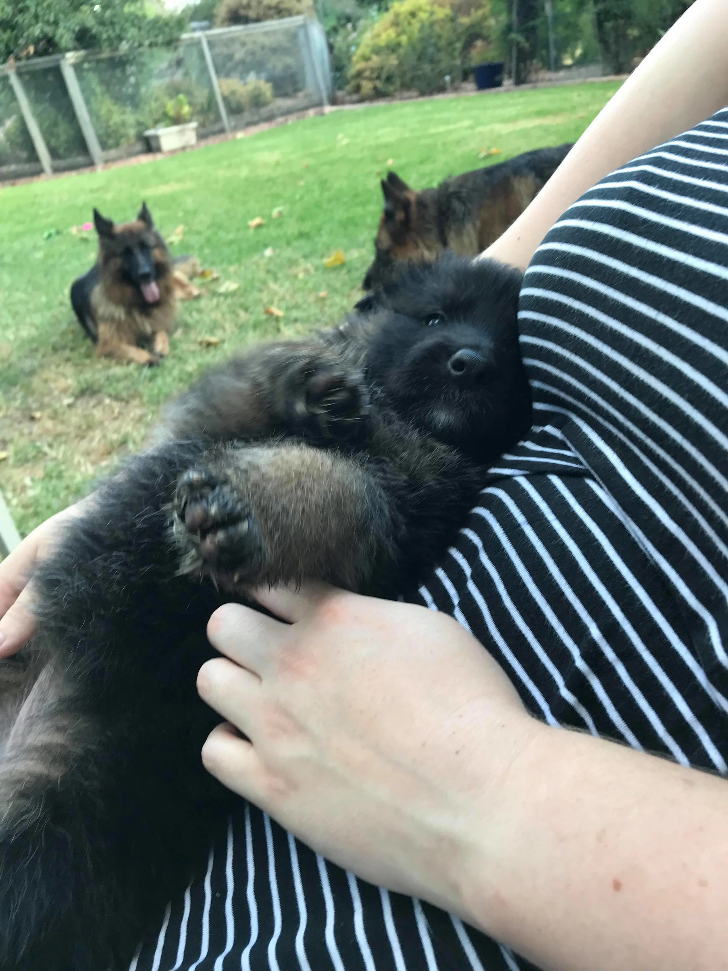 Amber enjoying the belly rubs while her mum watches on