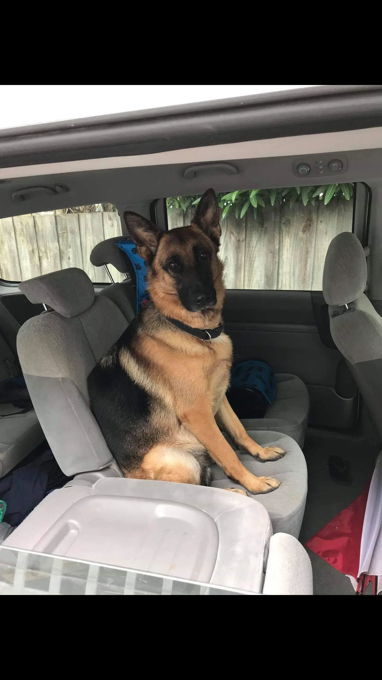 Car Adventures with Charlie