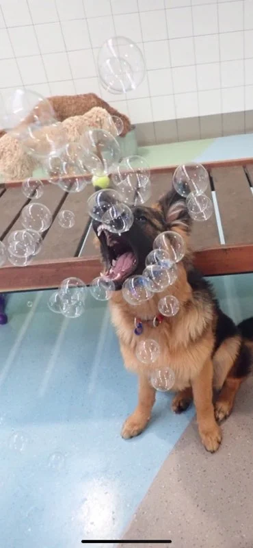 Hali vs bubbles