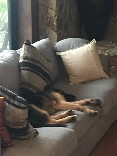 Mac enjoying a well earnt rest