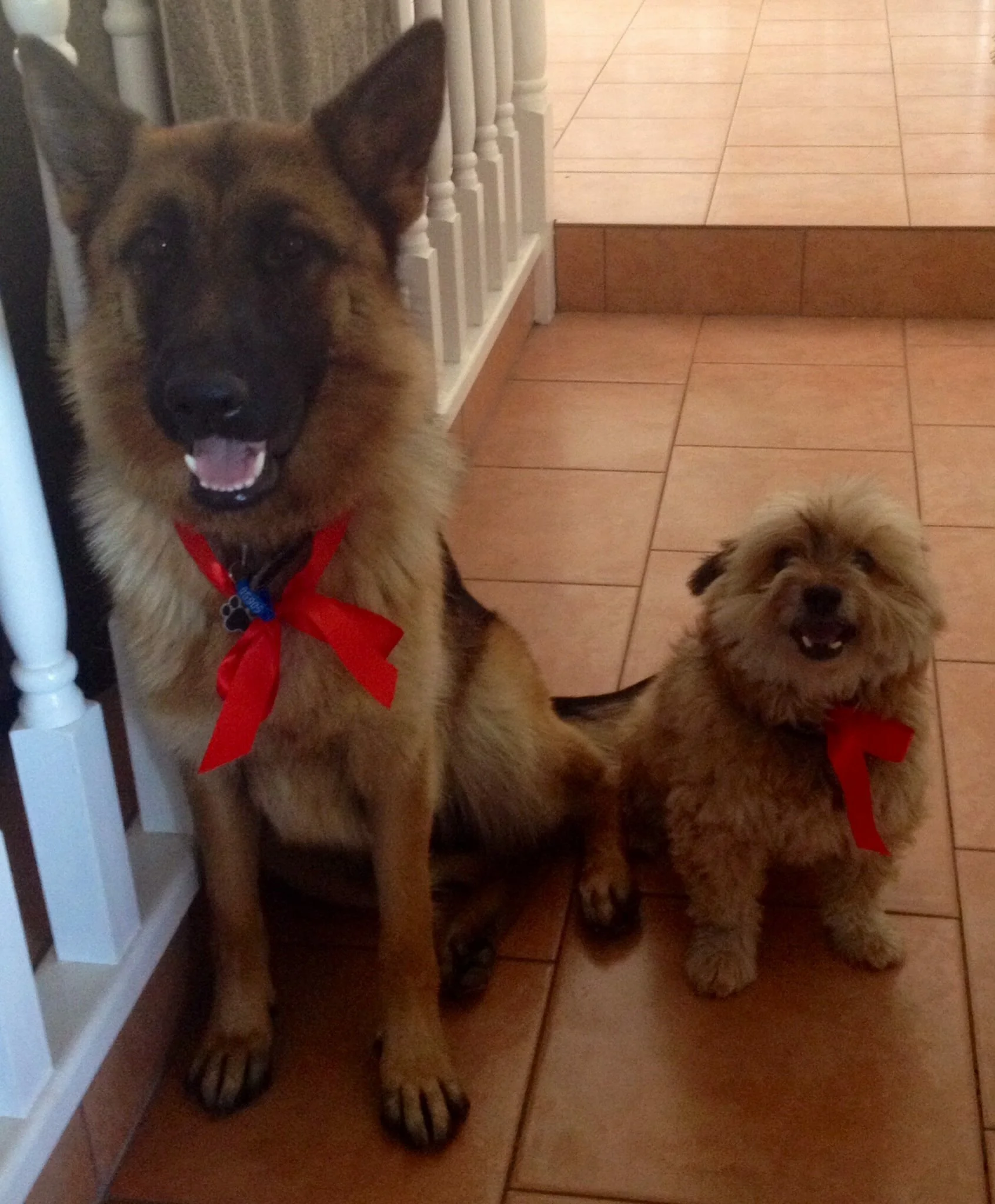 Inca and Toby - Christmas 2013
